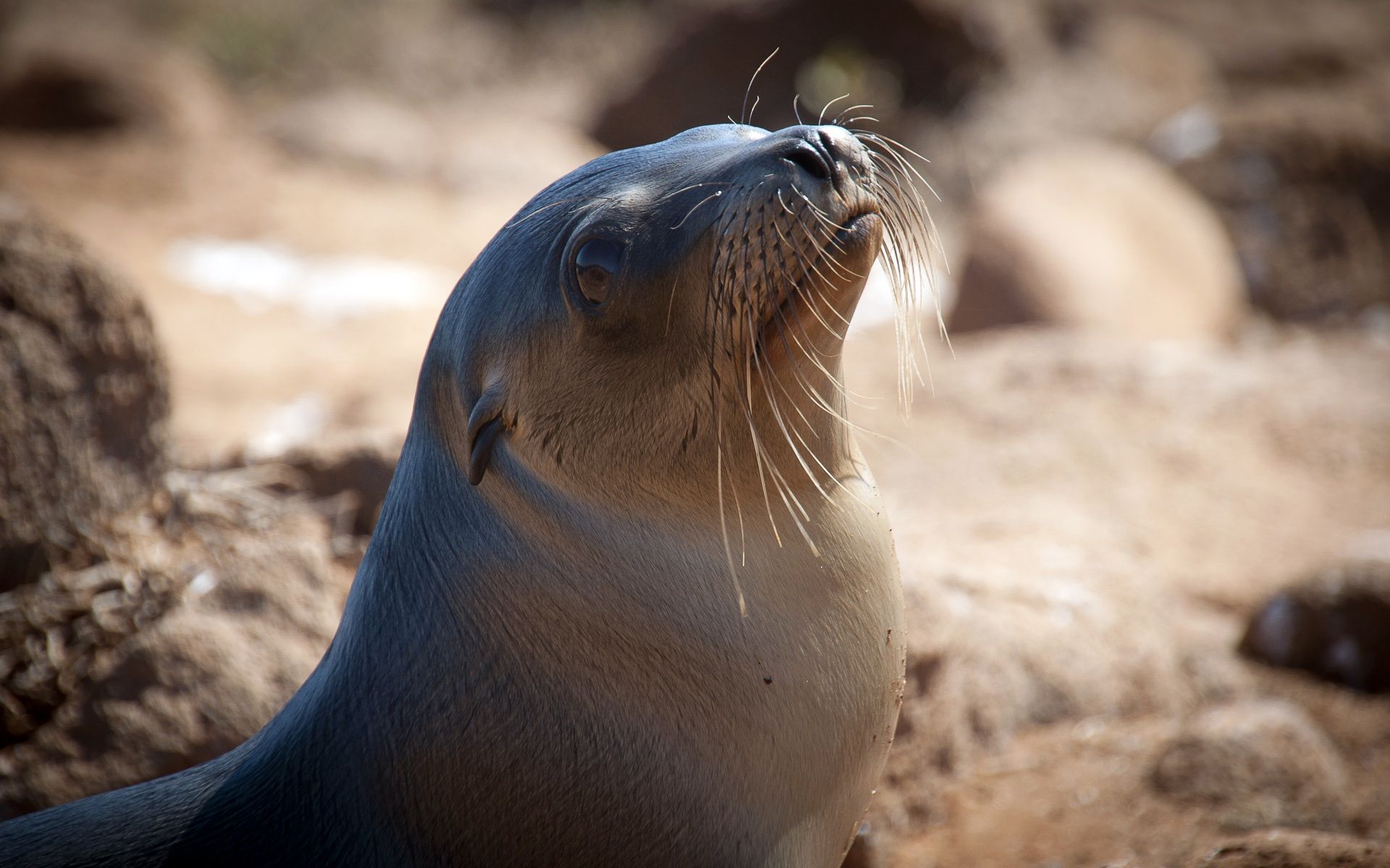 Wallpaper Lovely Close Up Of Sea Lion 1920x1200 HD Picture, Image