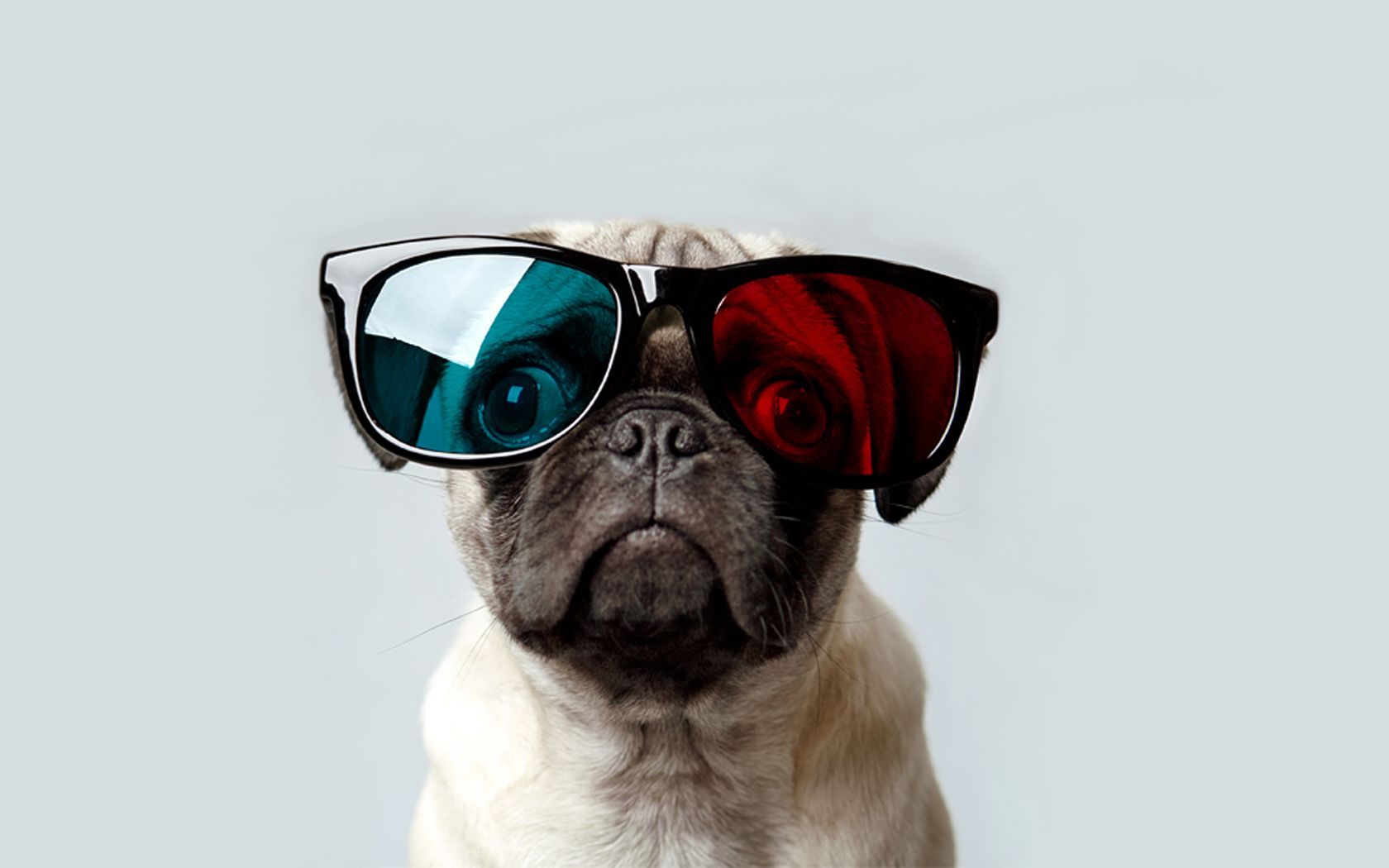 Pug Wallpaper for Desktop Background. Pugs sunglasses, Cute pug