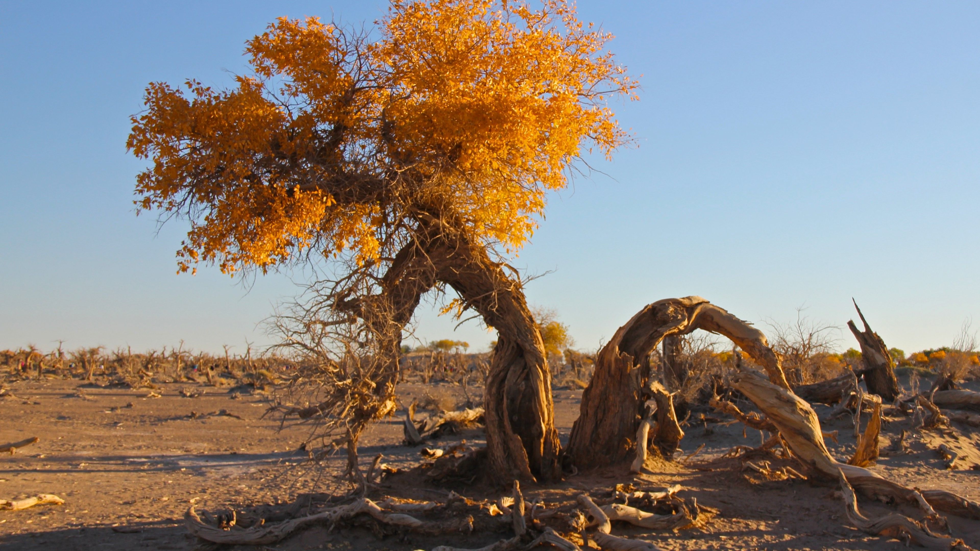 landscape, Desert, Trees Wallpaper HD / Desktop and Mobile Background