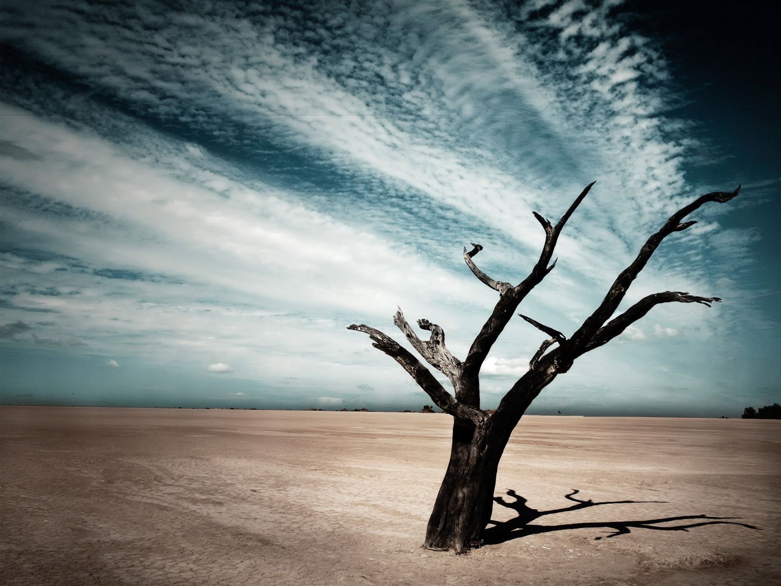 Tree in desert. Free Desktop Wallpaper for Widescreen, HD and Mobile. Dry tree, Inzpirational quotes, World art