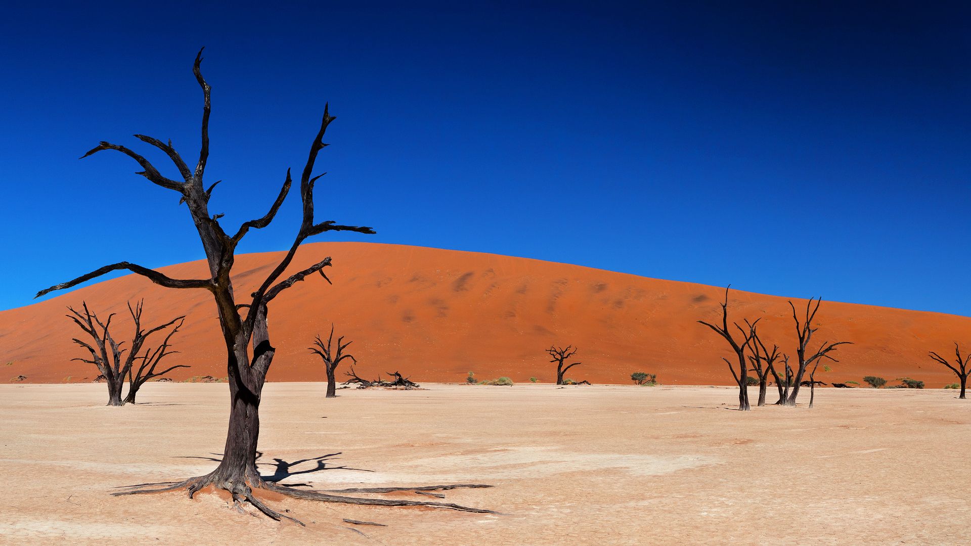 Dead Trees In Desert HD Wallpaperx1080