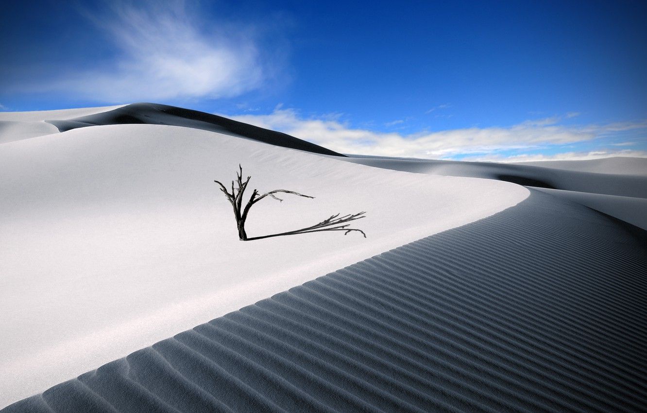 Wallpaper sand, summer, the sky, desert, tree image for desktop, section пейзажи