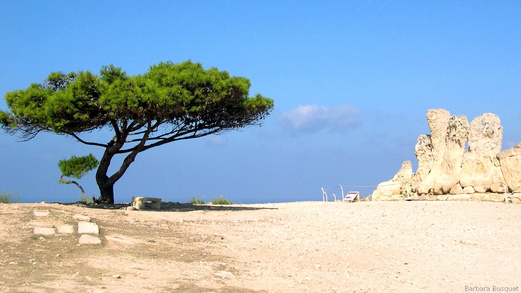 Tree in Malta desert's HD Wallpaper