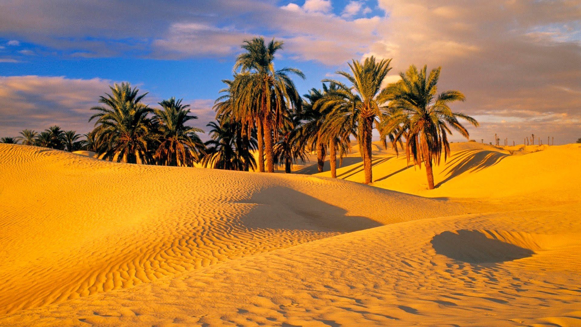 Palm Trees in the Desert HD Wallpaper