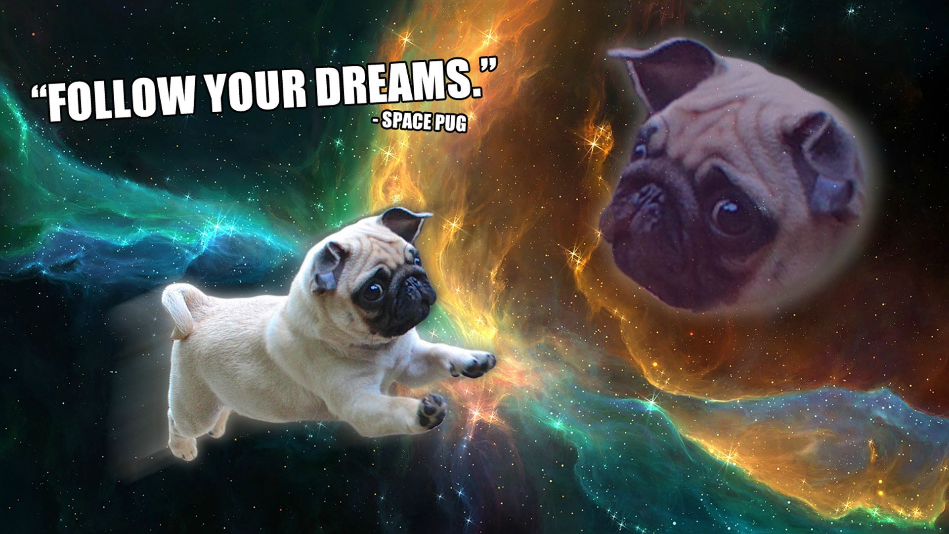 Funny Pugs Wallpapers - Wallpaper Cave