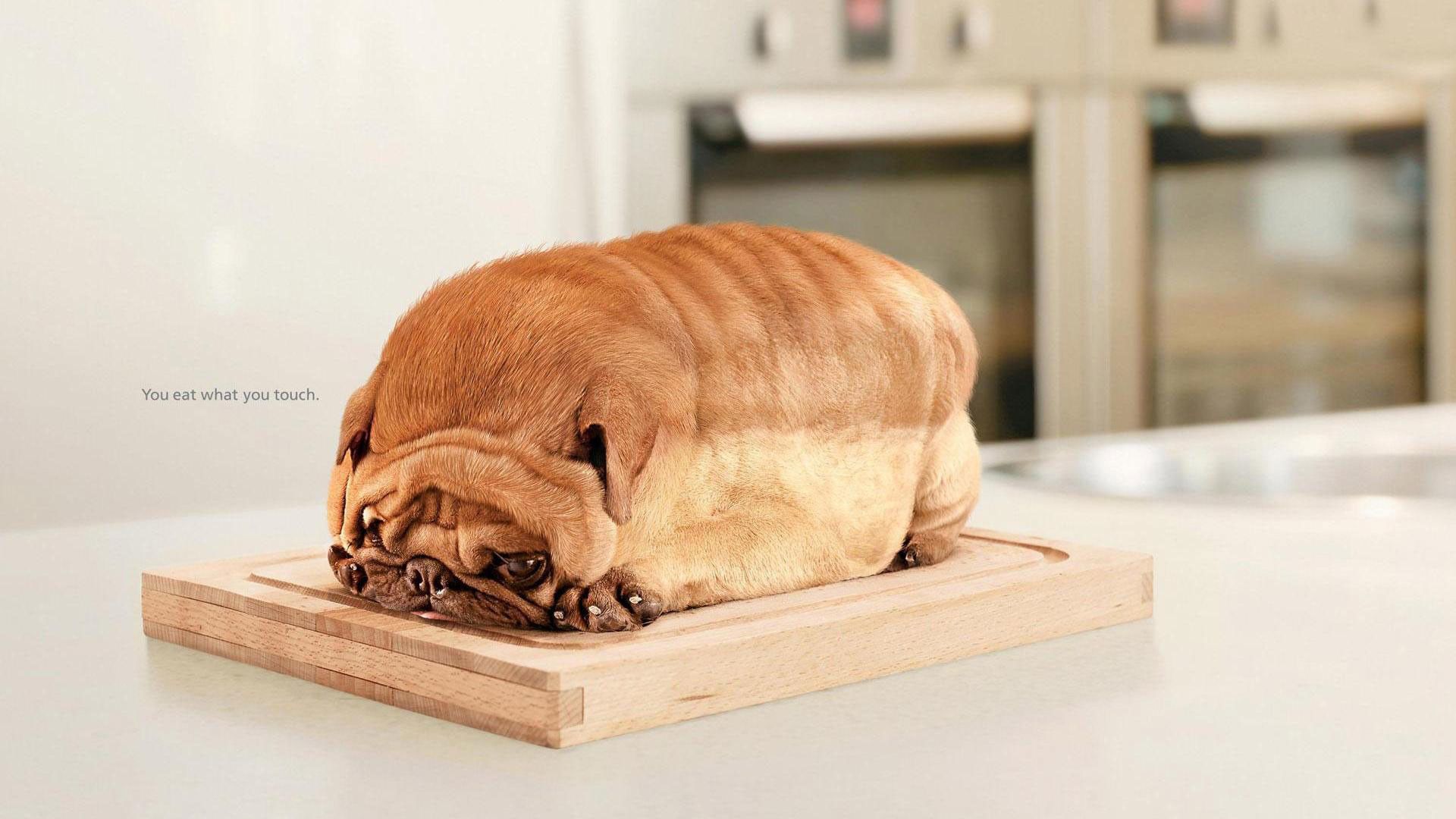 Hd Pics Photo Cute Pug Dog Funny Bread HD Quality Dog
