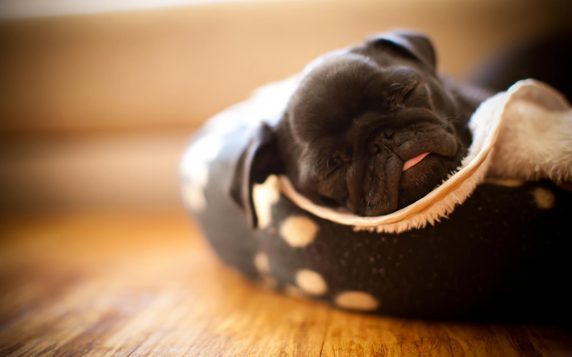 Free download Funny Pug Wallpaper [1920x1200] for your Desktop