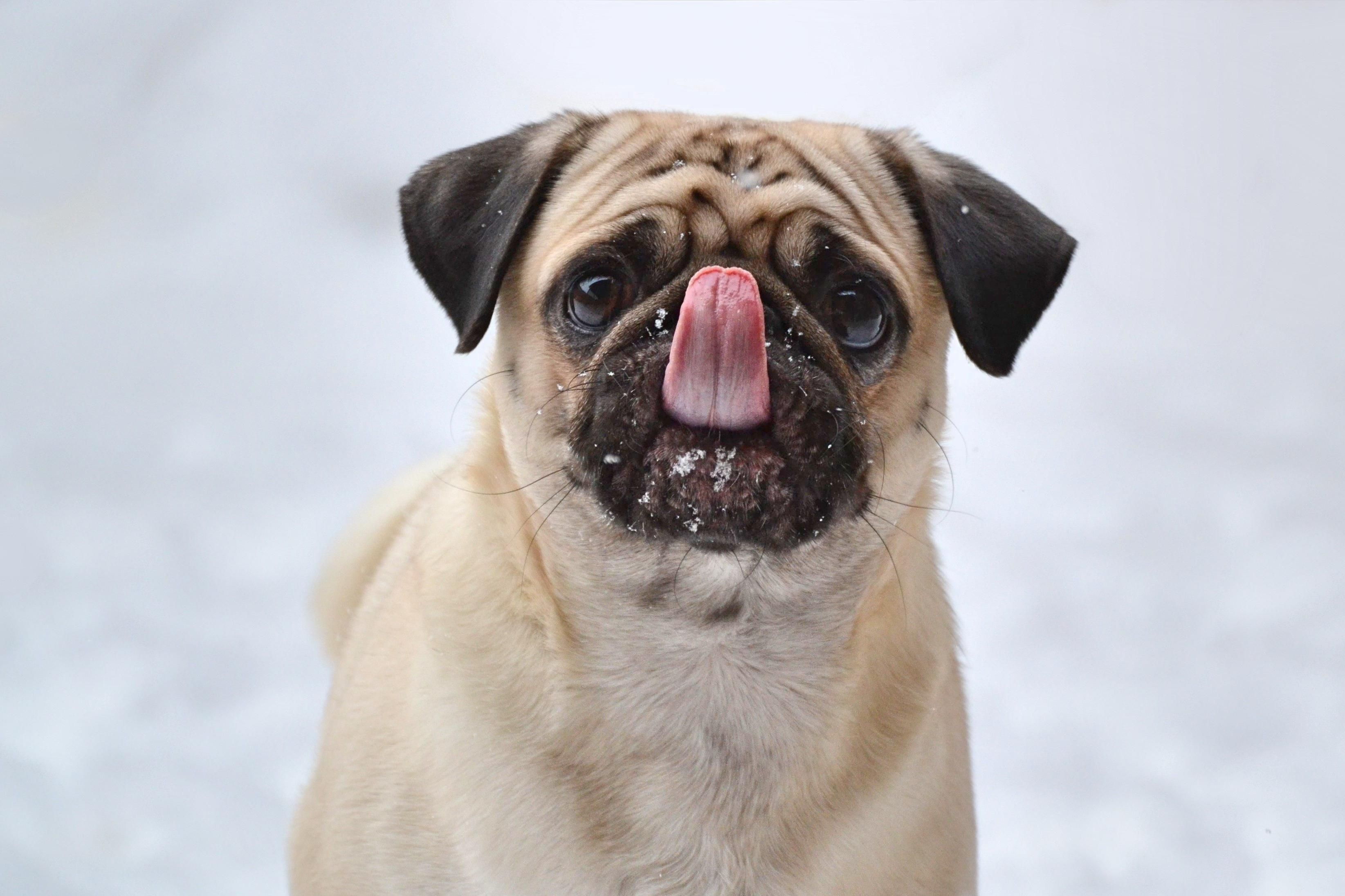 wallpaper pug, funny, sticking out tongue, dog HD, Widescreen