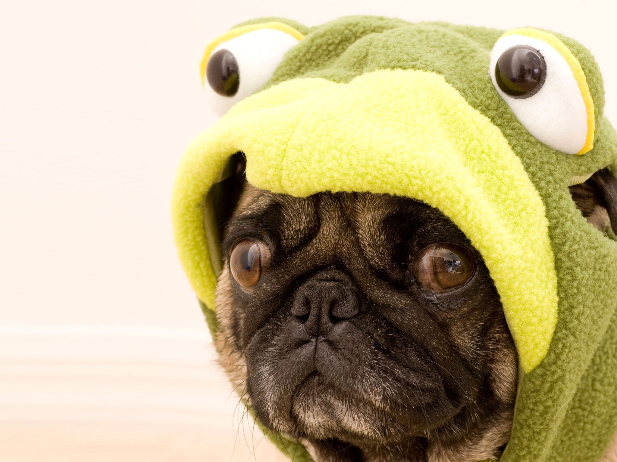 Reasons That Pugs Are The Funniest Dogs In The World