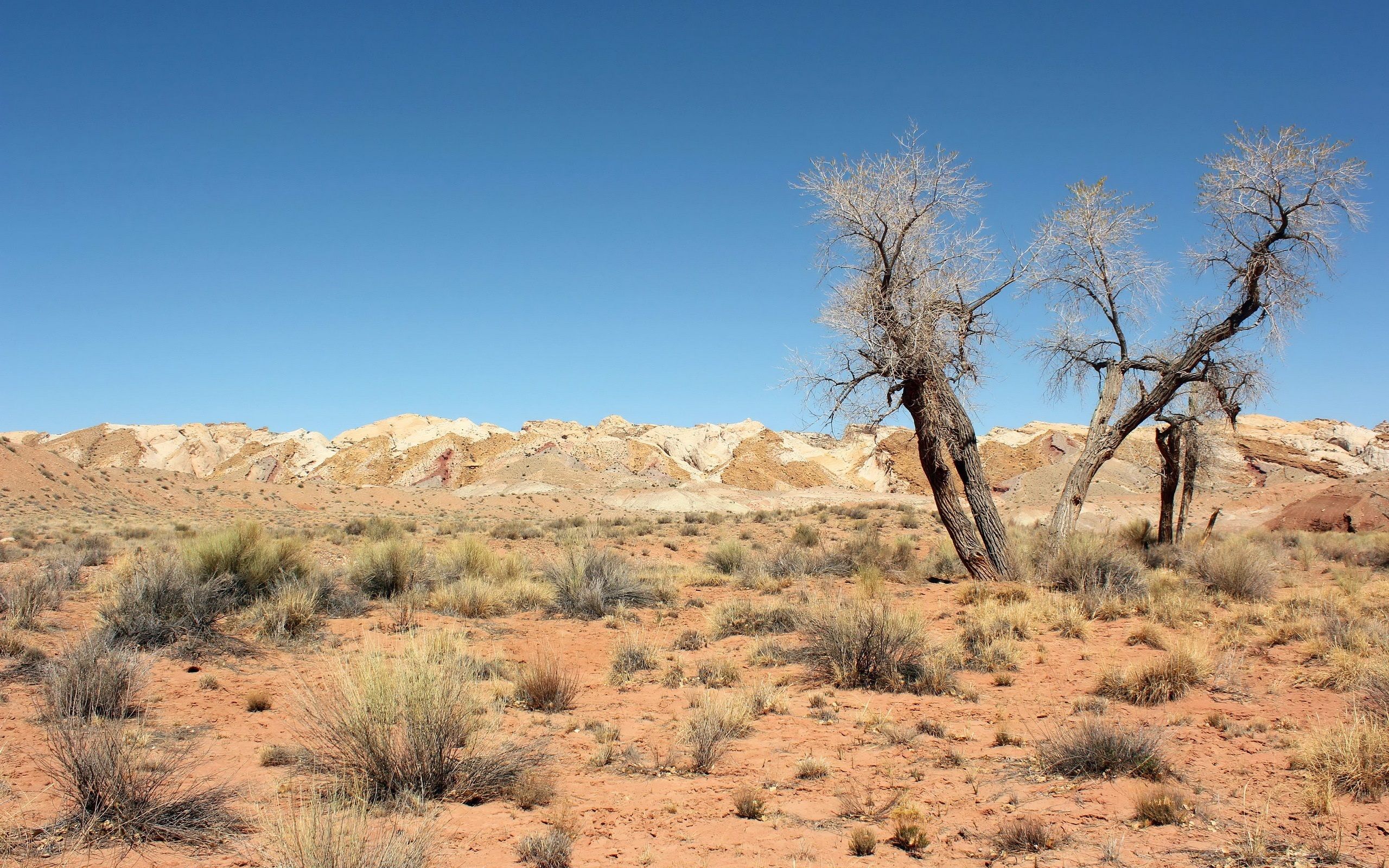 Wallpaper Desert, trees, grass, sky 2560x1600 HD Picture, Image