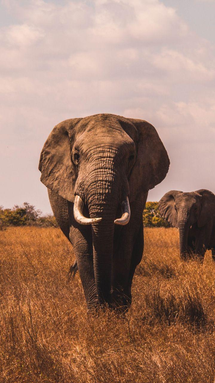 Elephant HD Wallpaper for Android