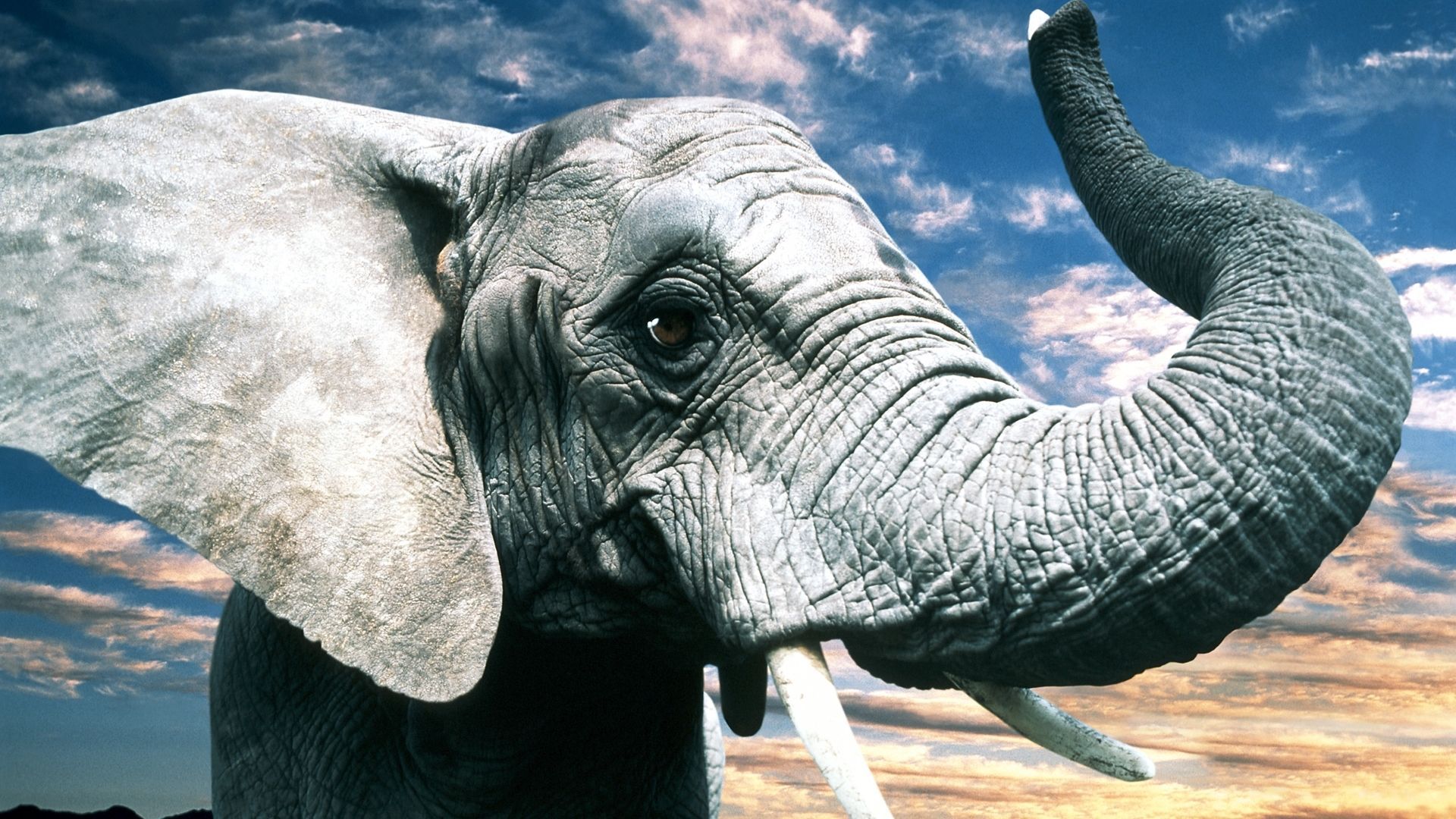 Elephant HD Wallpaper 1080p #je11w0 Vefego.com. Elephant