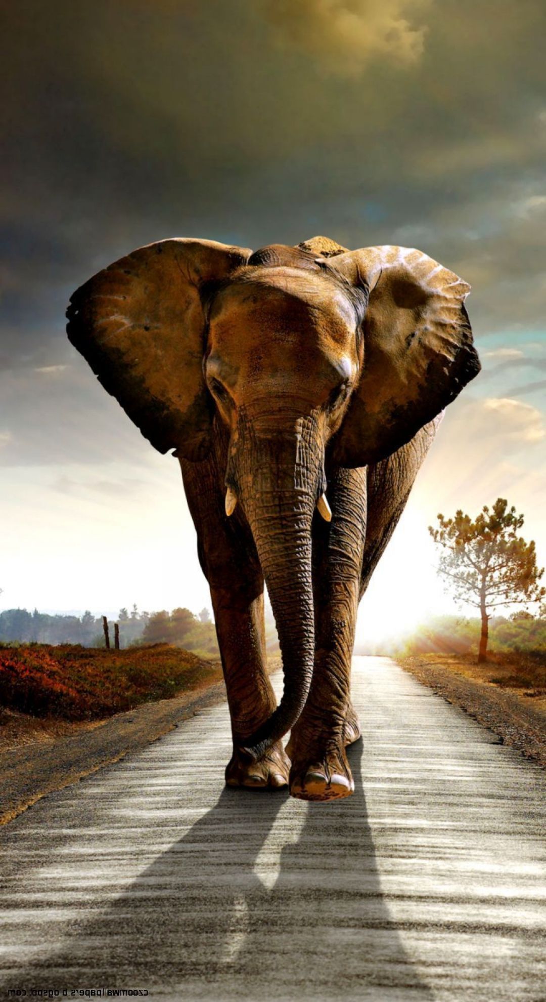 iPhone X Wallpaper Elephant