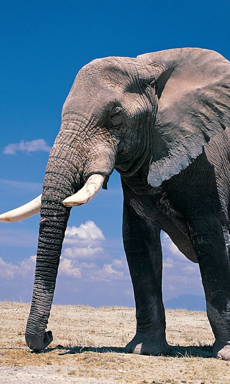 African Elephants Wallpaper Wallpaper. Desktop Background