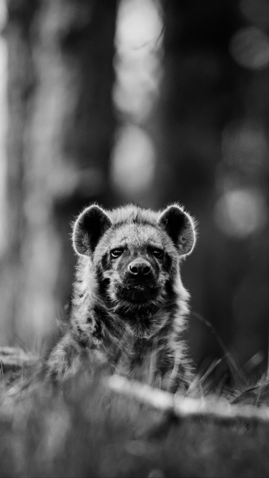 African Wildlife Android Wallpapers - Wallpaper Cave