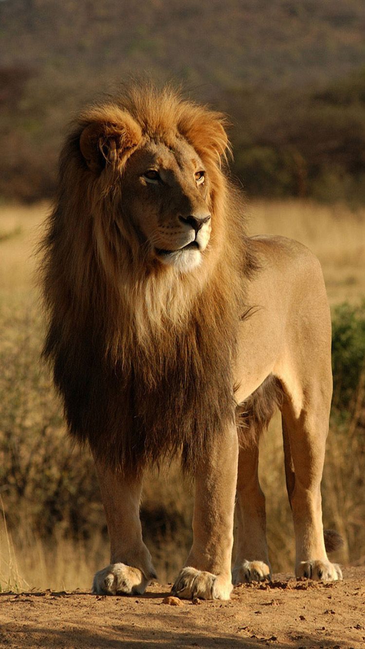 African Wildlife Android Wallpapers - Wallpaper Cave