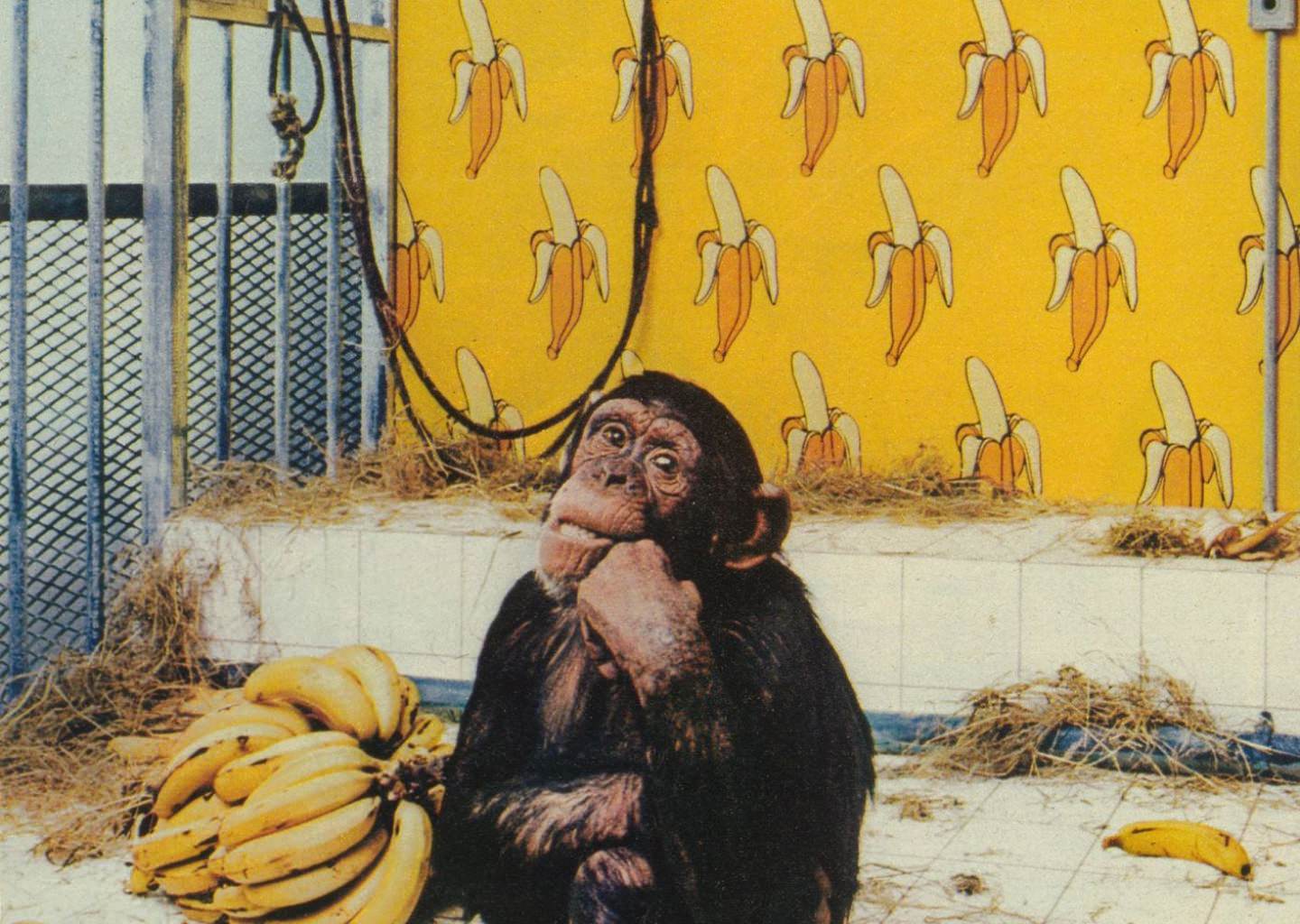 Wallpaper advertising in the Seventies: A Journey through