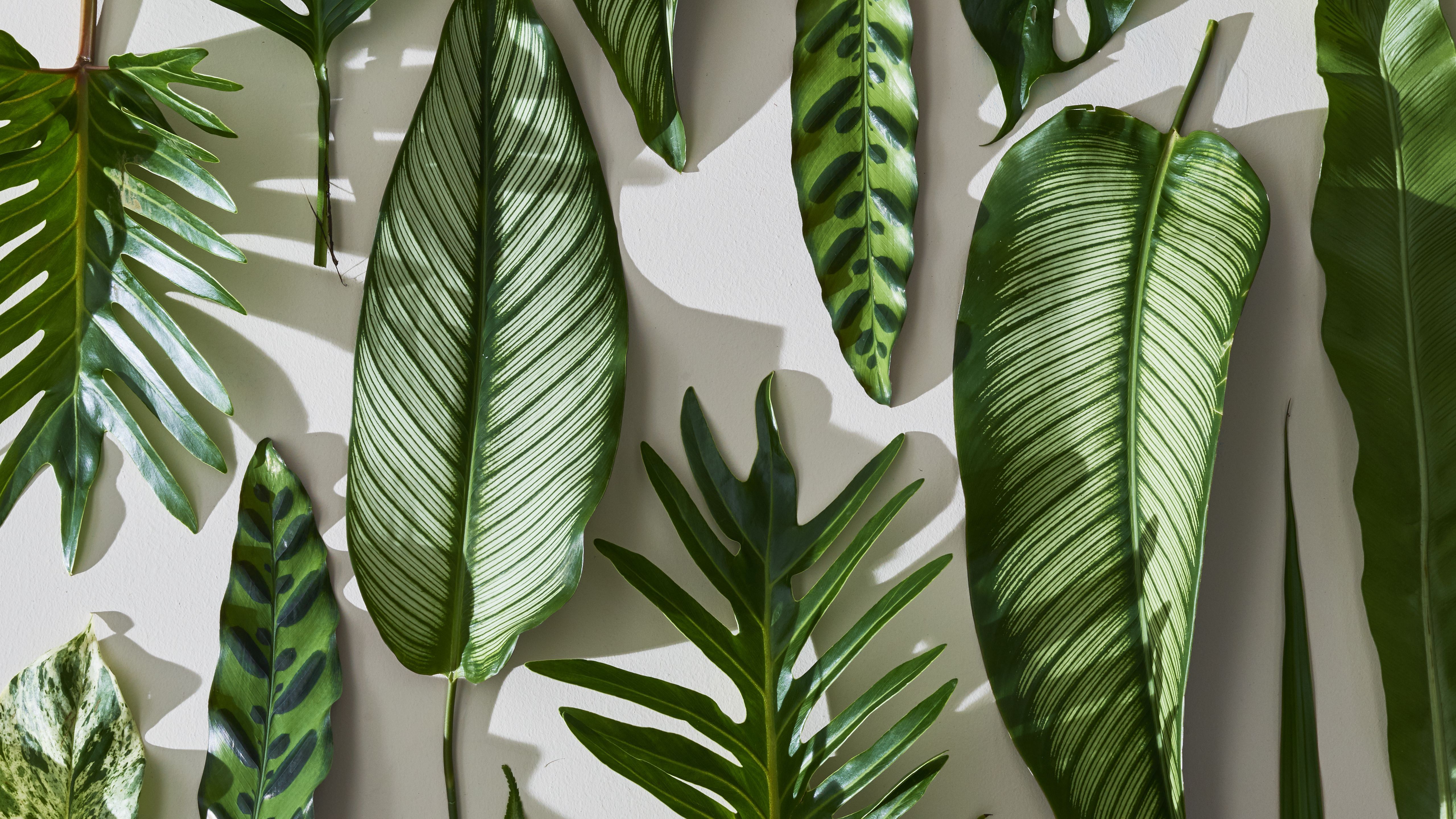 Plant Desktop Wallpapers Wallpaper Cave