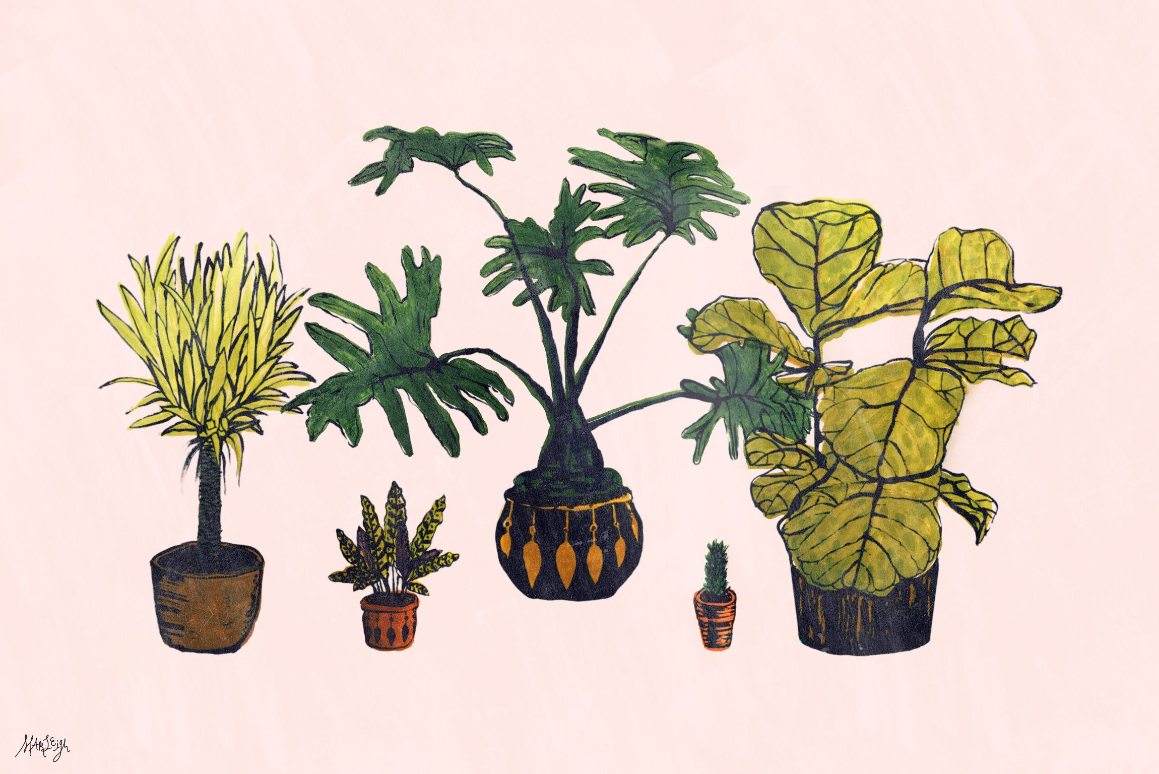 Plant Desktop Wallpaper