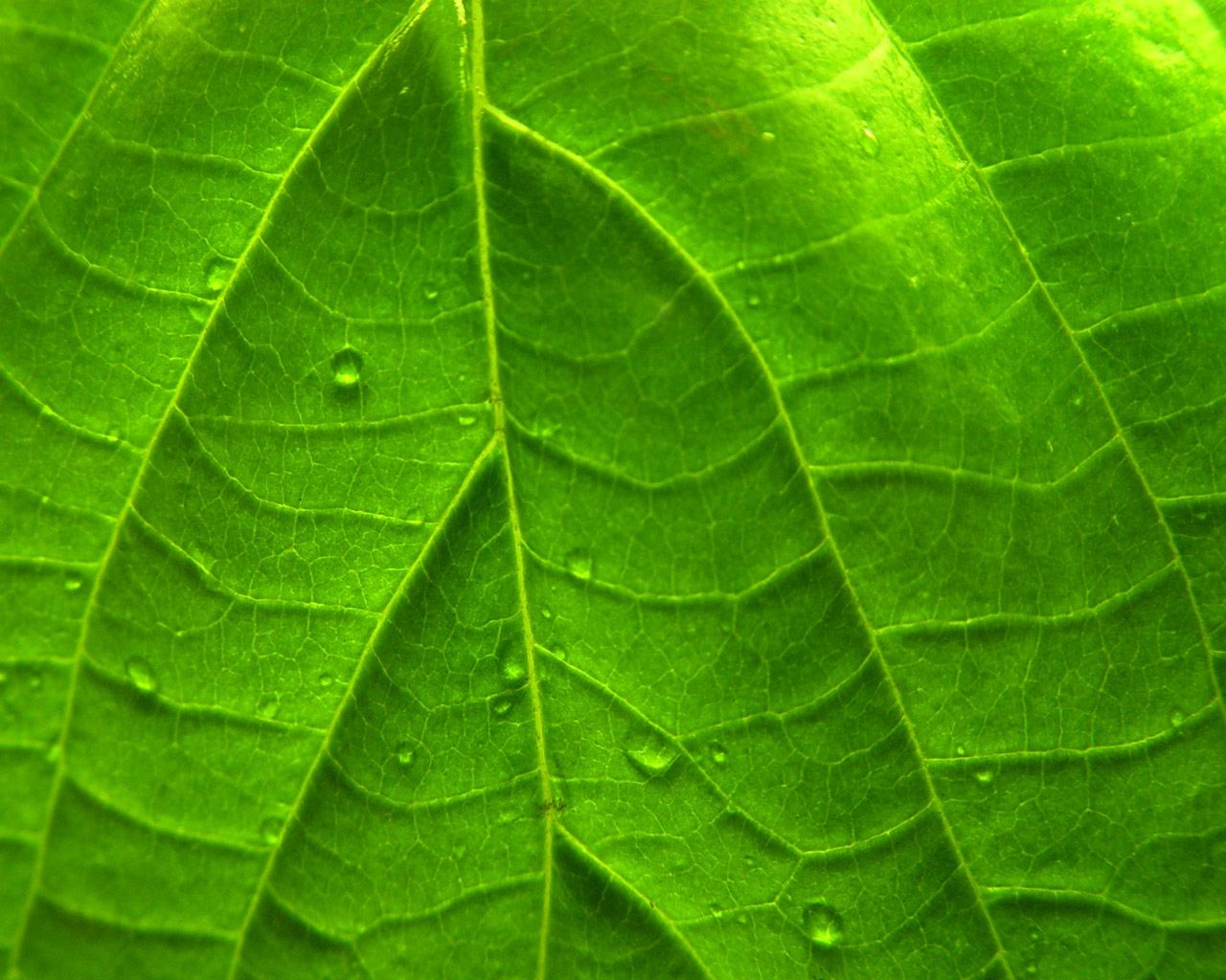 Green Vivid Leaf Windows 7 Plant Desktop Wallpaper. Plant