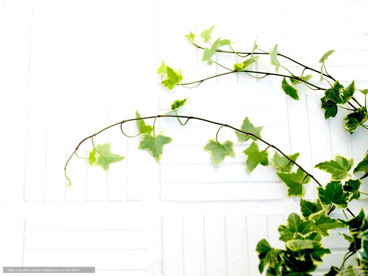 Download wallpaper leaves, plant, white, branches free desktop