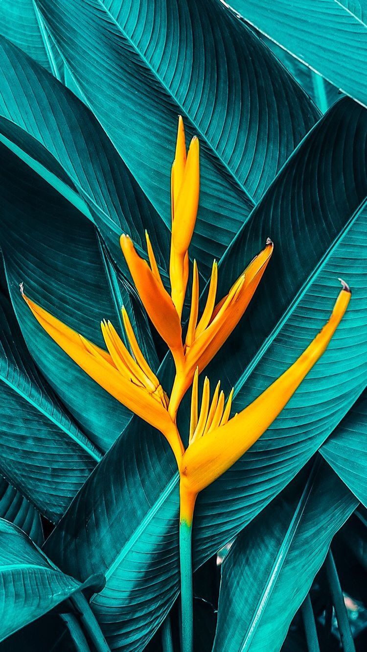 iPhone and Android Wallpaper: Tropical Plant Wallpaper for iPhone