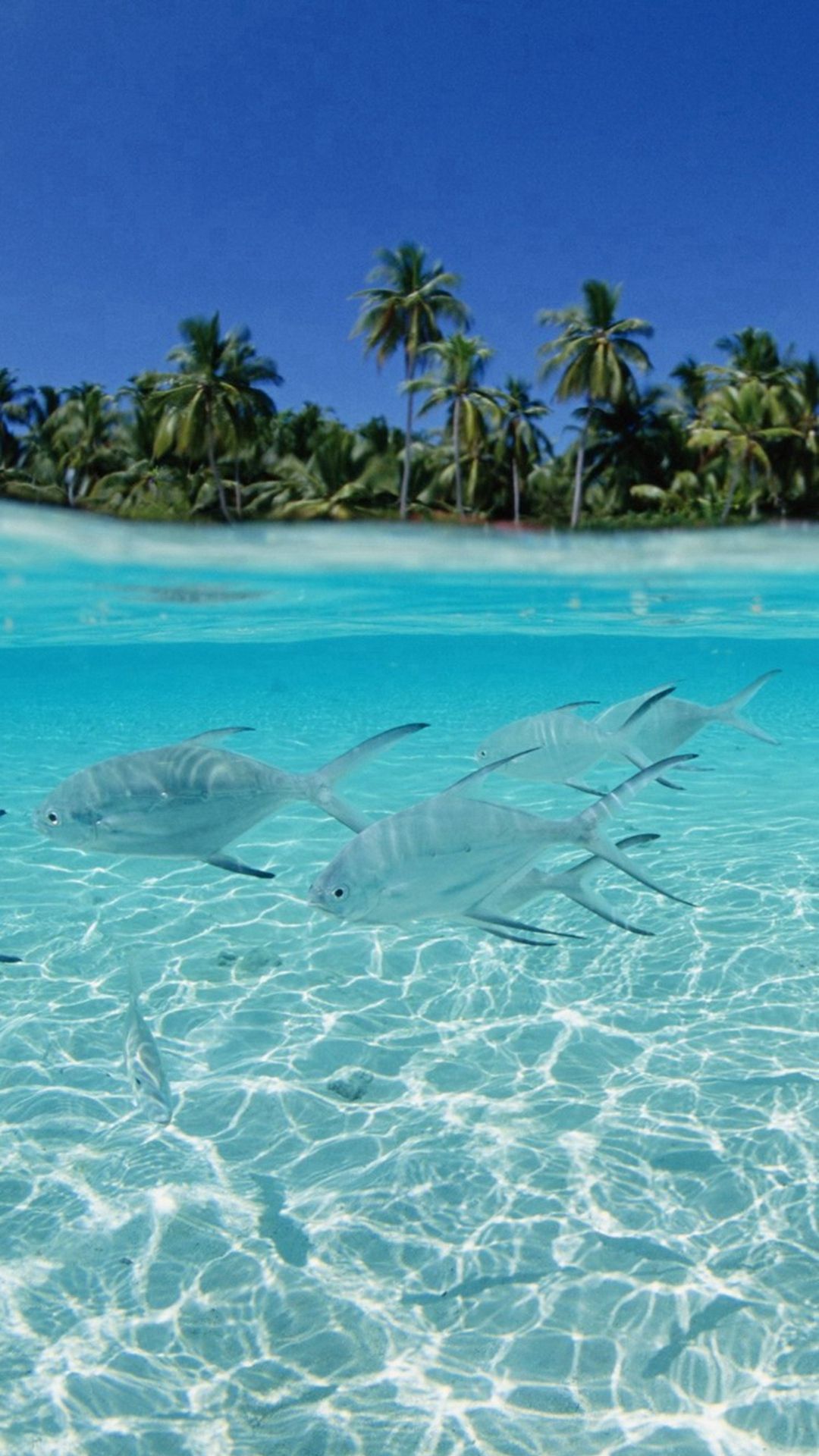 Tropical Pure Sea Fish Scenery iPhone 8 Wallpaper Free Download