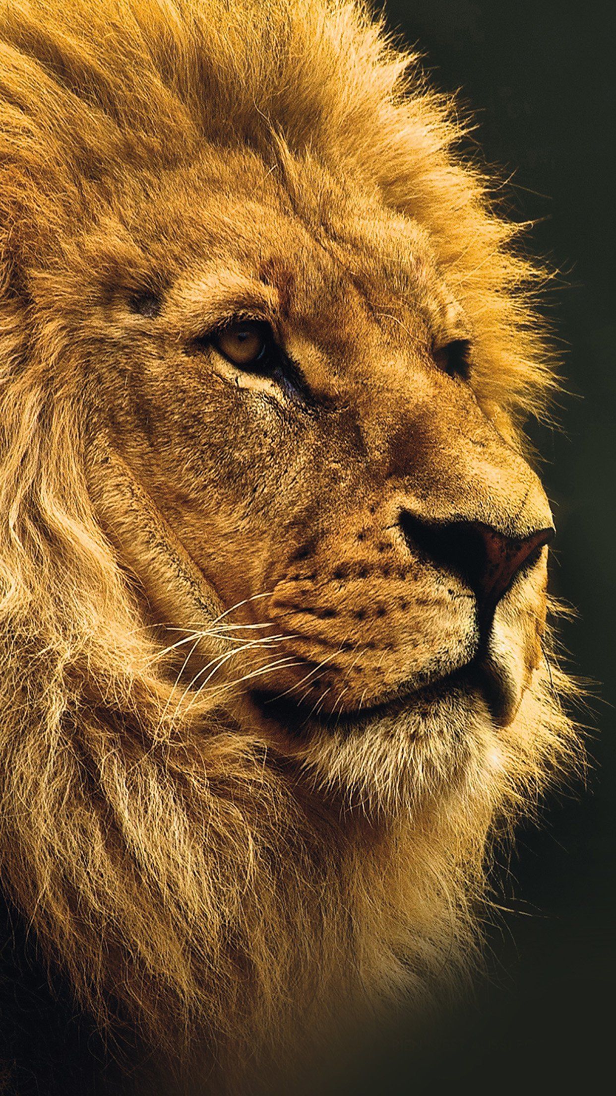 National Geographic Nature Animal Lion Yellow Android wallpaper