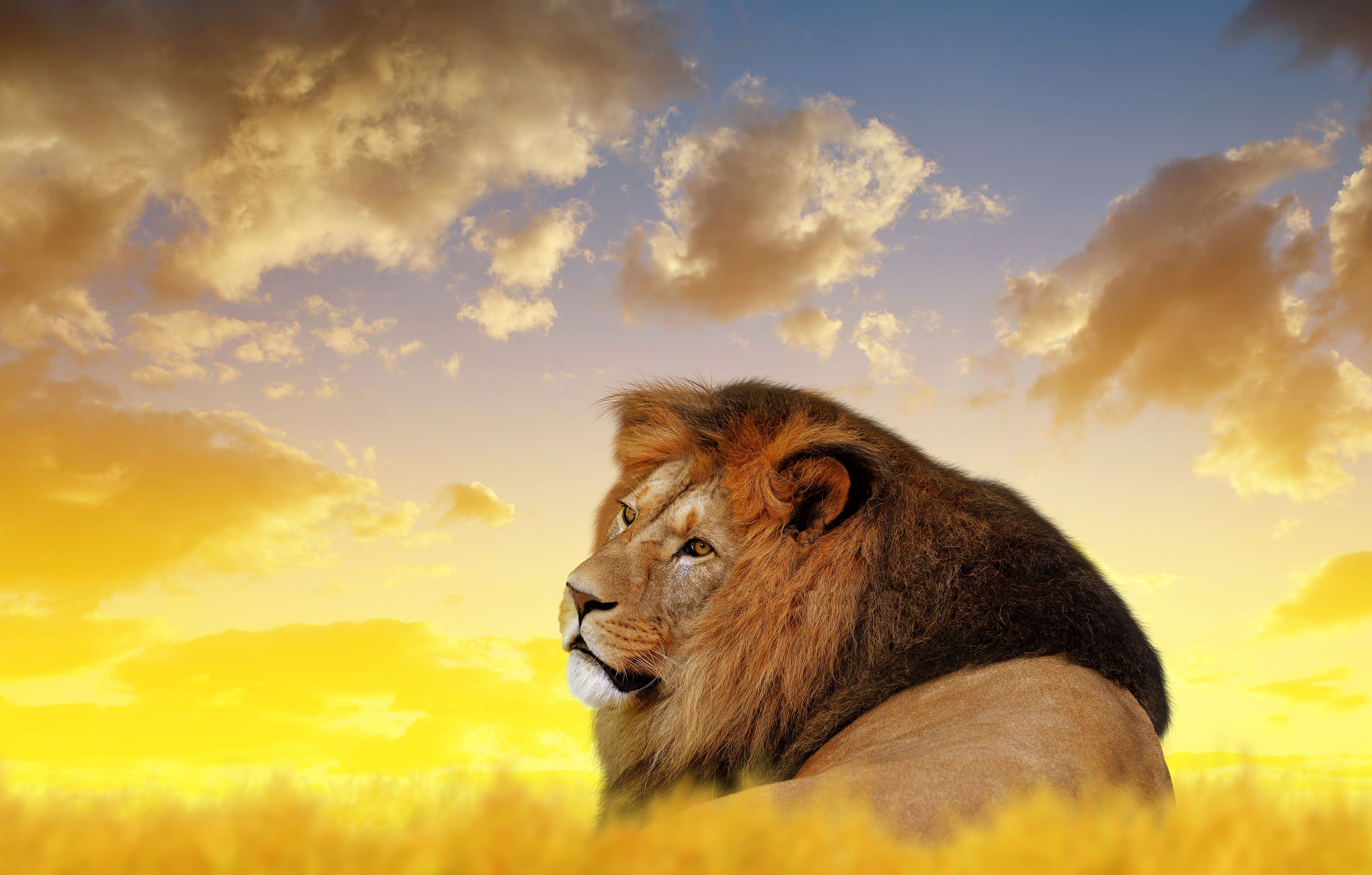 Lion Ultra HD 4k, HD Animals, 4k Wallpaper, Image, Background