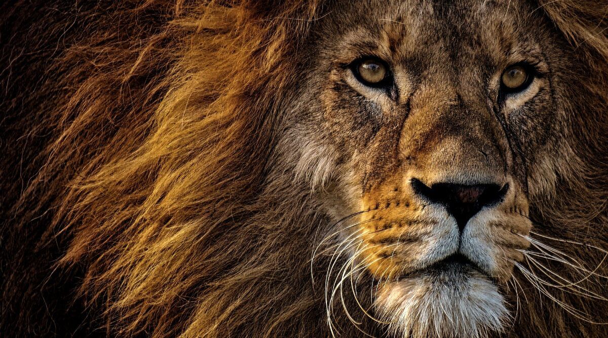 Unable to View Lion in 3D in Your Space? Here're 10 HD Wallpaper