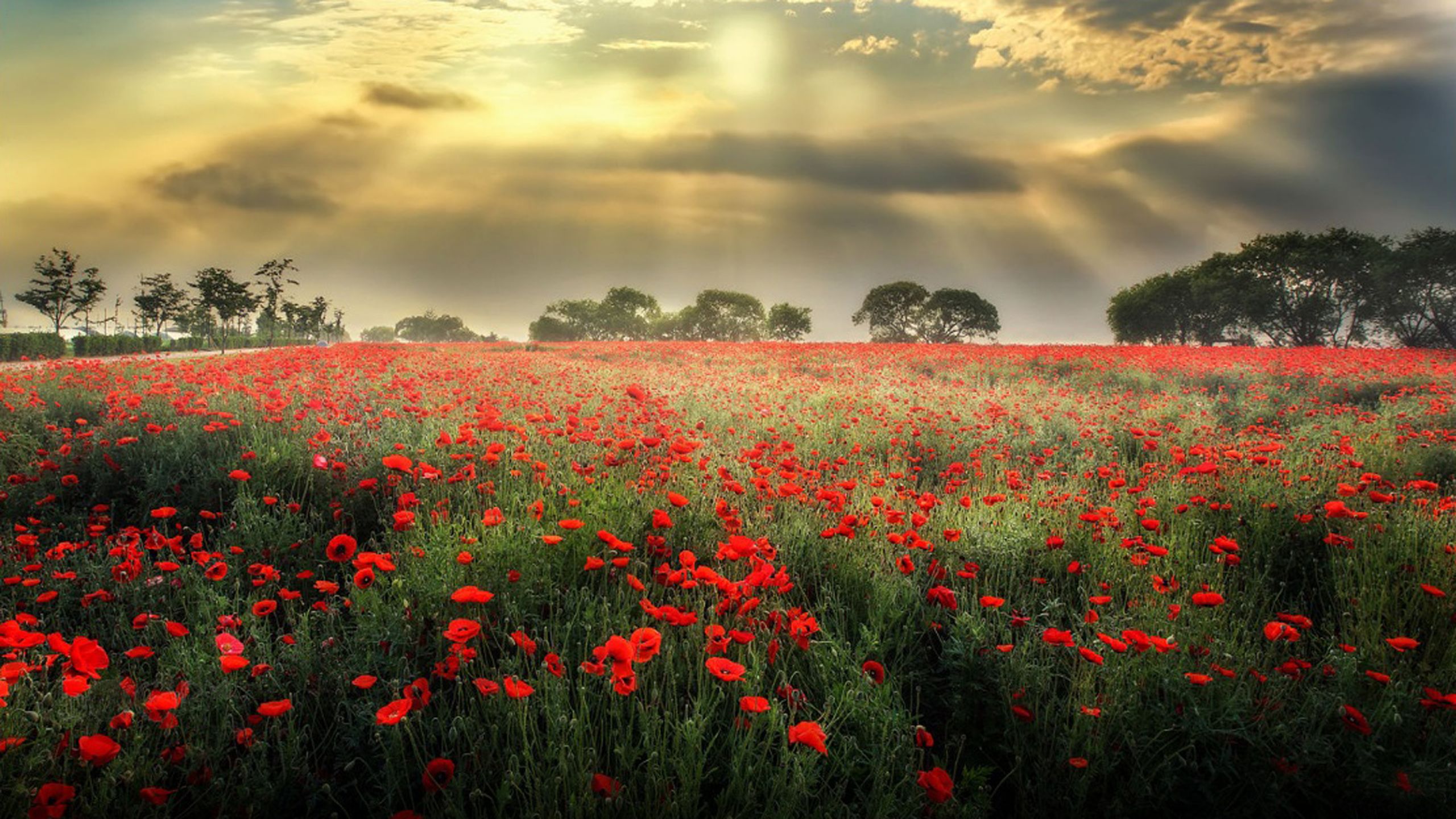 Meadow With Red Poppies, Dark Black Clouds Sun Rays Desktop