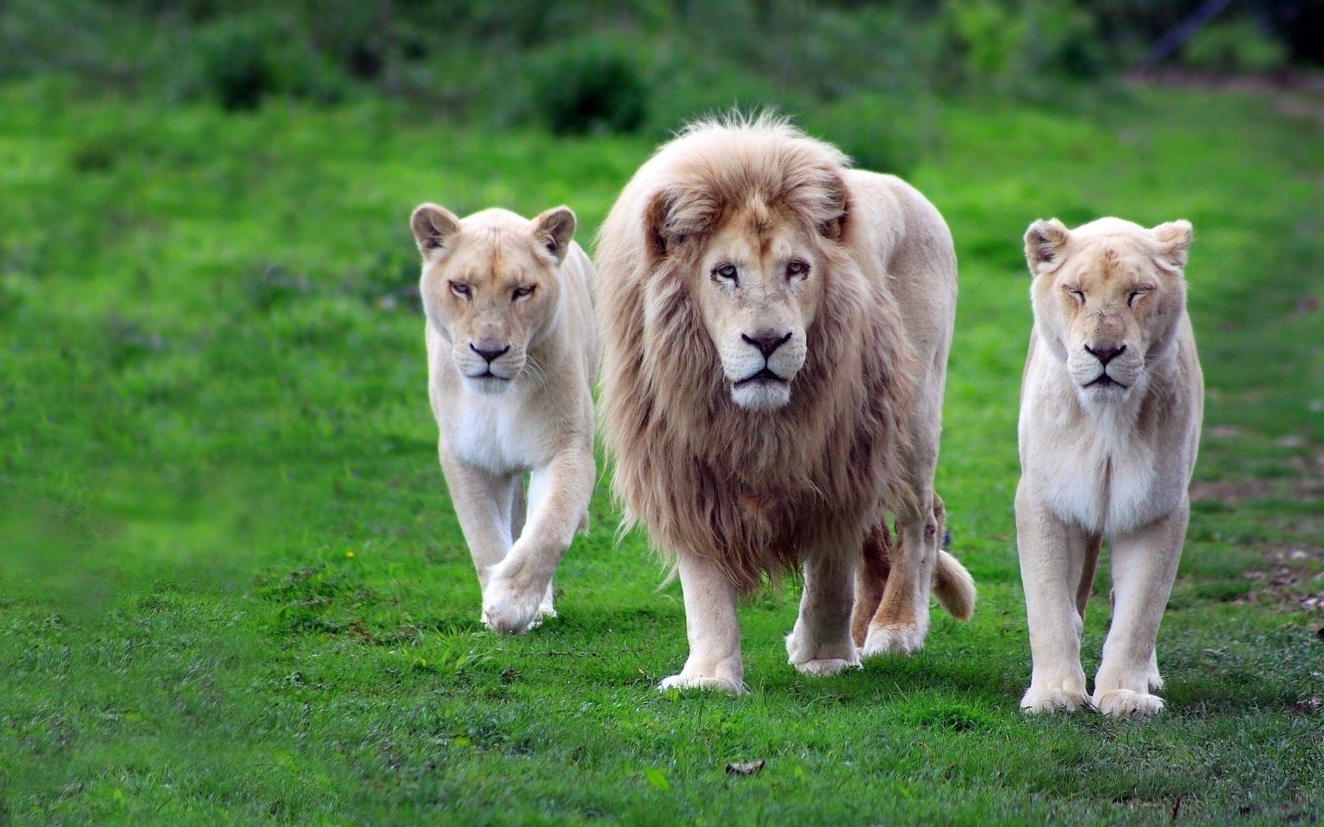 animals, Nature, Lion Wallpaper HD / Desktop and Mobile Background