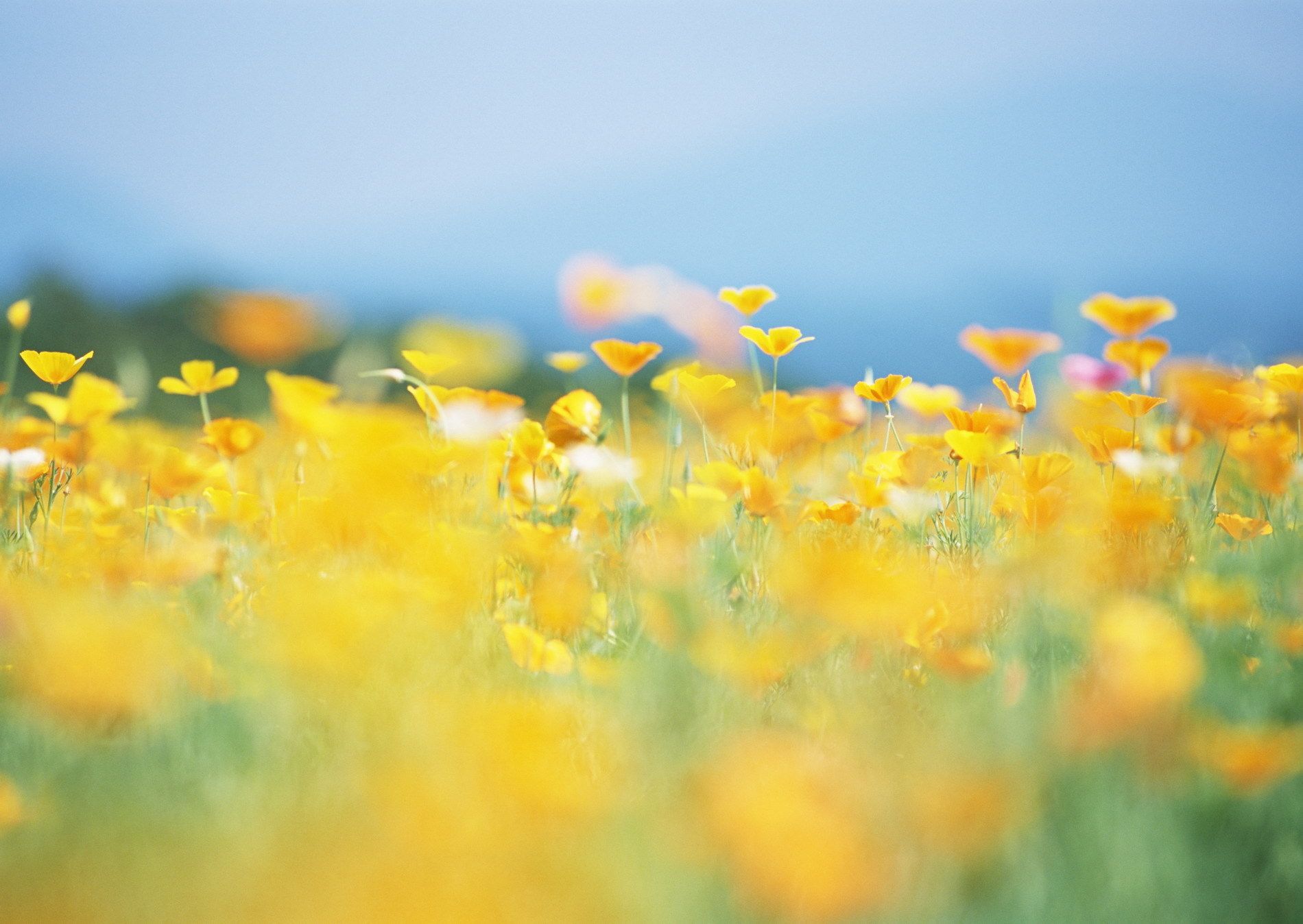Flowers, yellow, meadow, summer, sun, nature, blurring