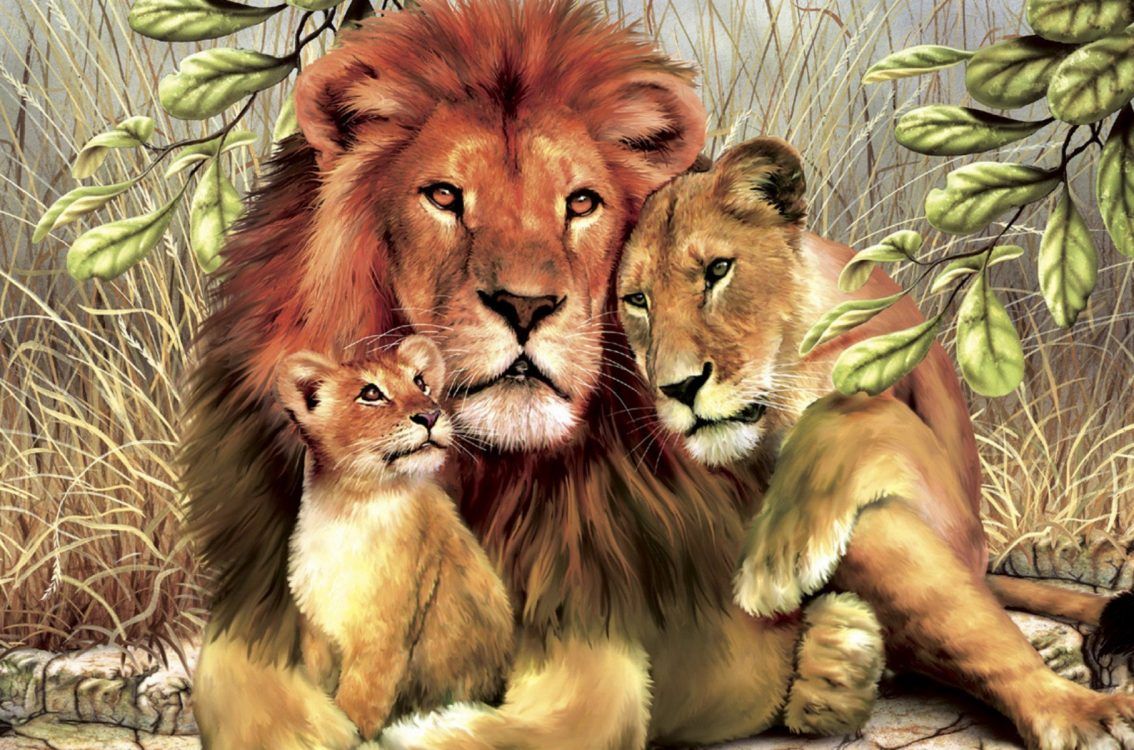 Animal Lion Family Hugs And Love Wild Animals HD Wallpaper