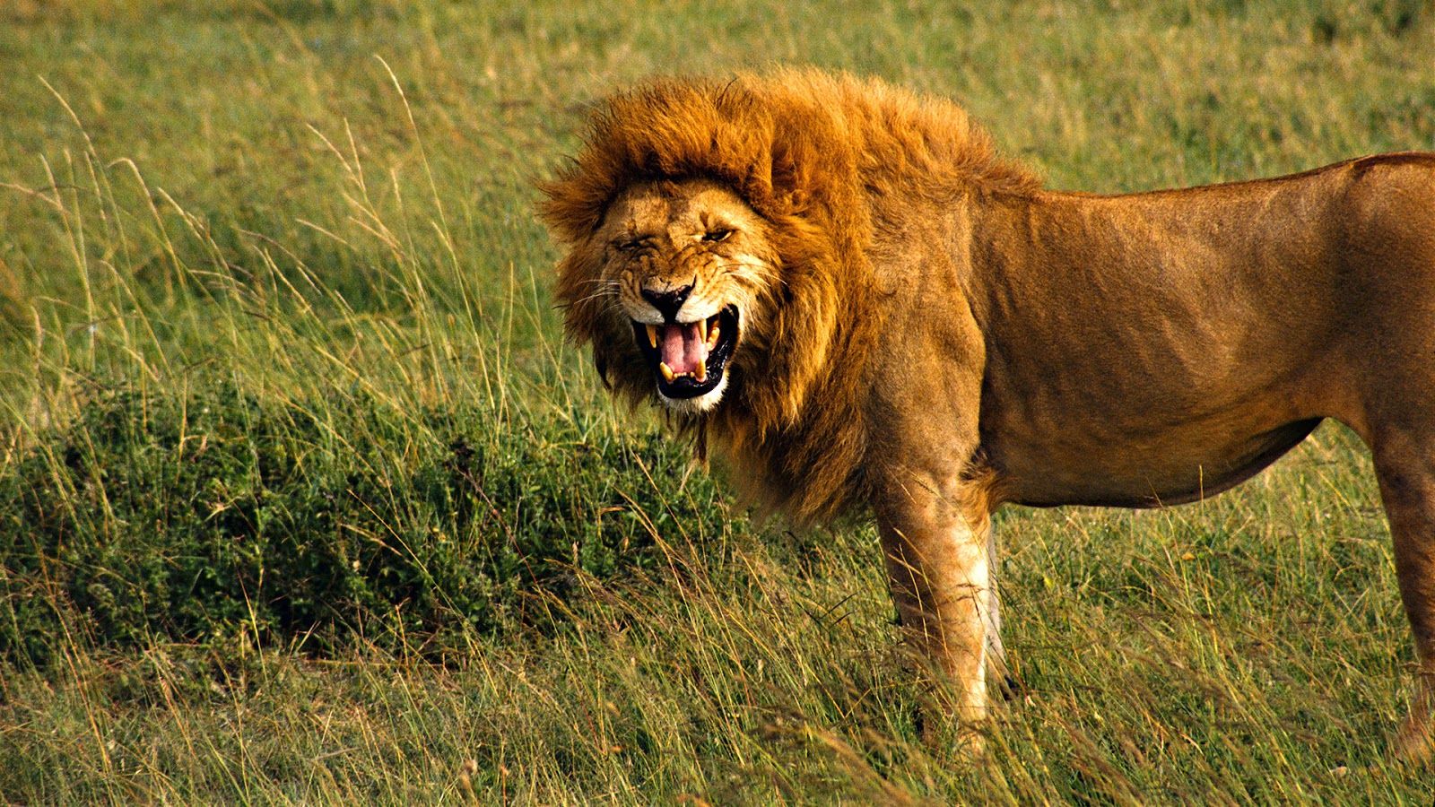 Lion in Savana African Animal Wallpaper HD, background, Free