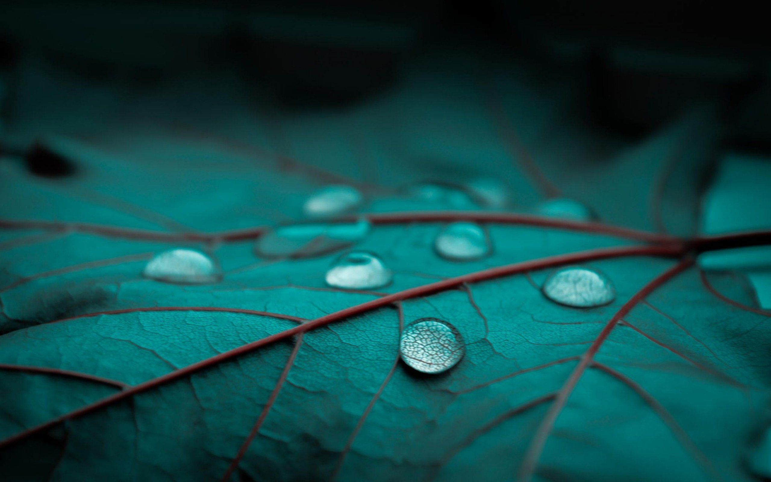 rain, Drops, Leaf, Leaves, Bokeh, Macro Wallpaper HD / Desktop