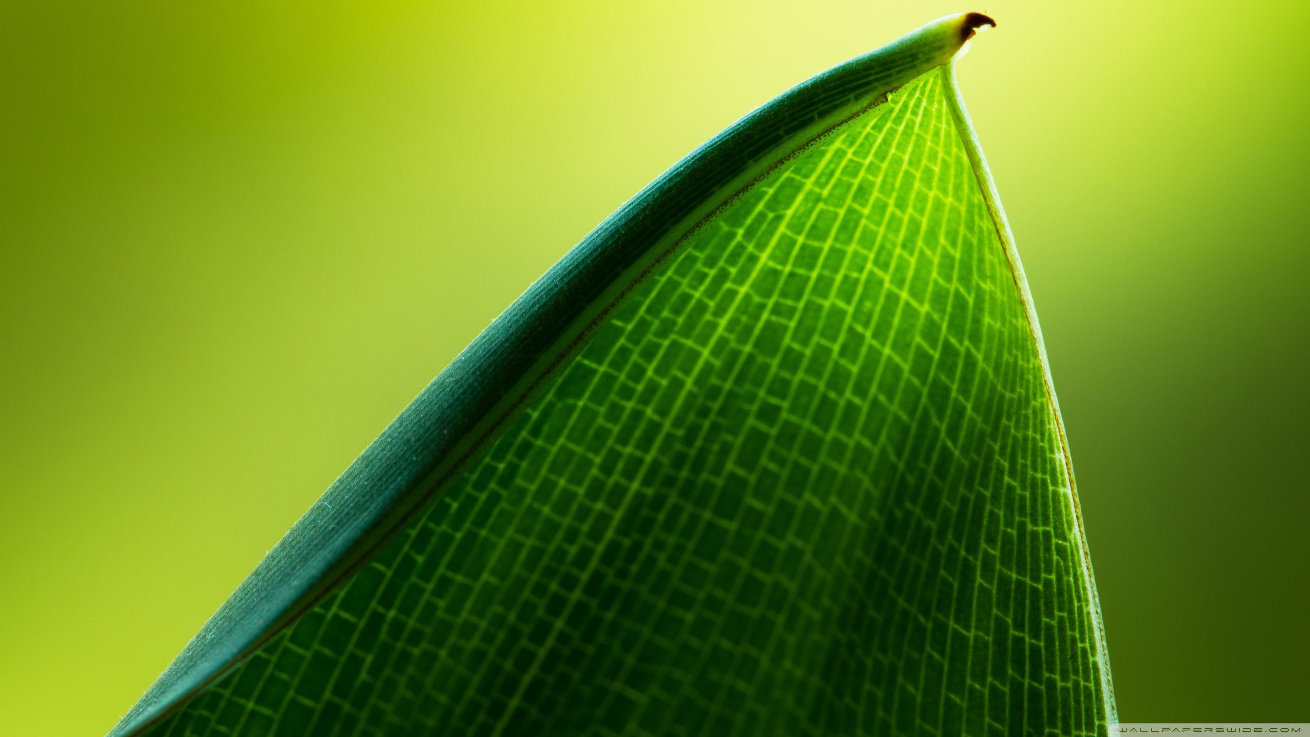 Green Leaf Macro Ultra HD Desktop Background Wallpaper for 4K UHD