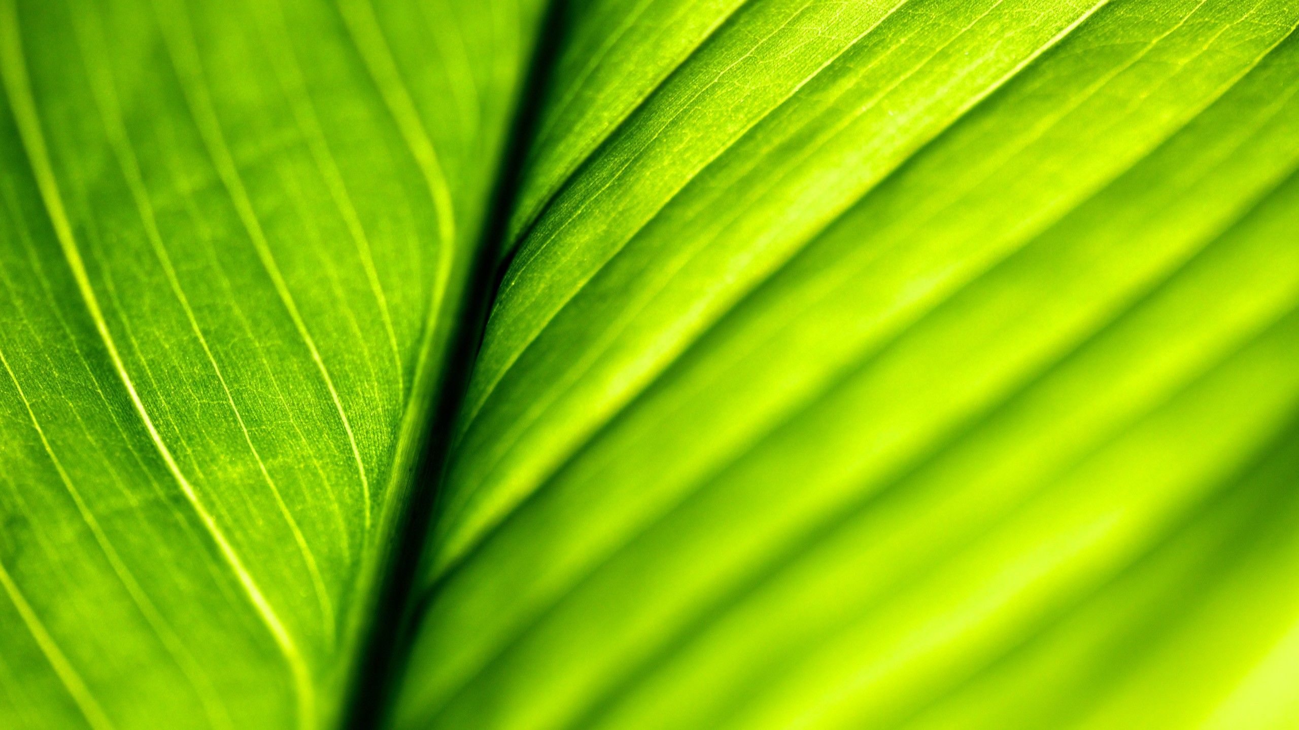 green, Close up, Nature, Leaves, Macro, Structure Wallpaper HD