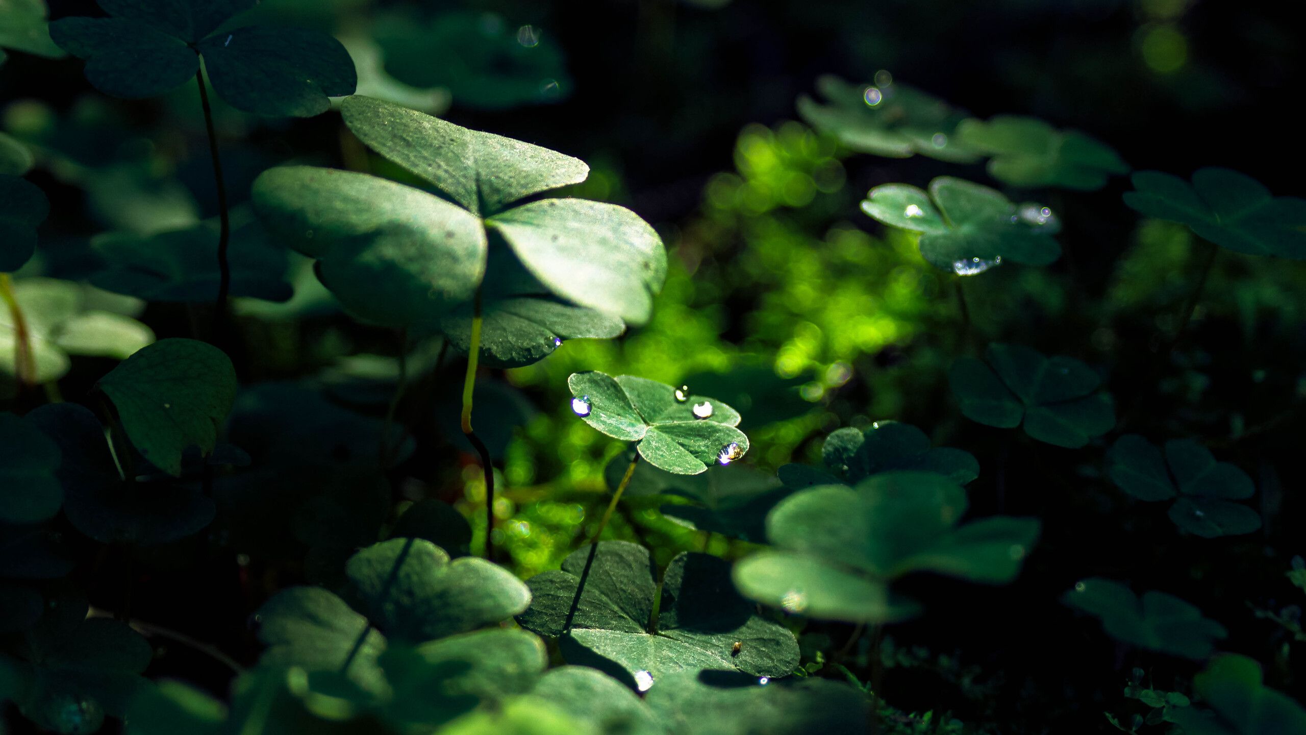 Green Leaf Macro Nature Grass Water Drop 1440P