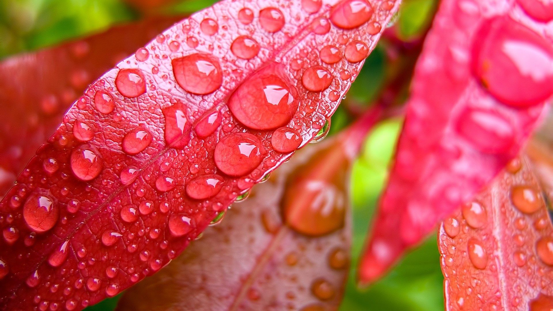 Red leaves Macro HD Desktop Wallpaper. Rain wallpaper, Water