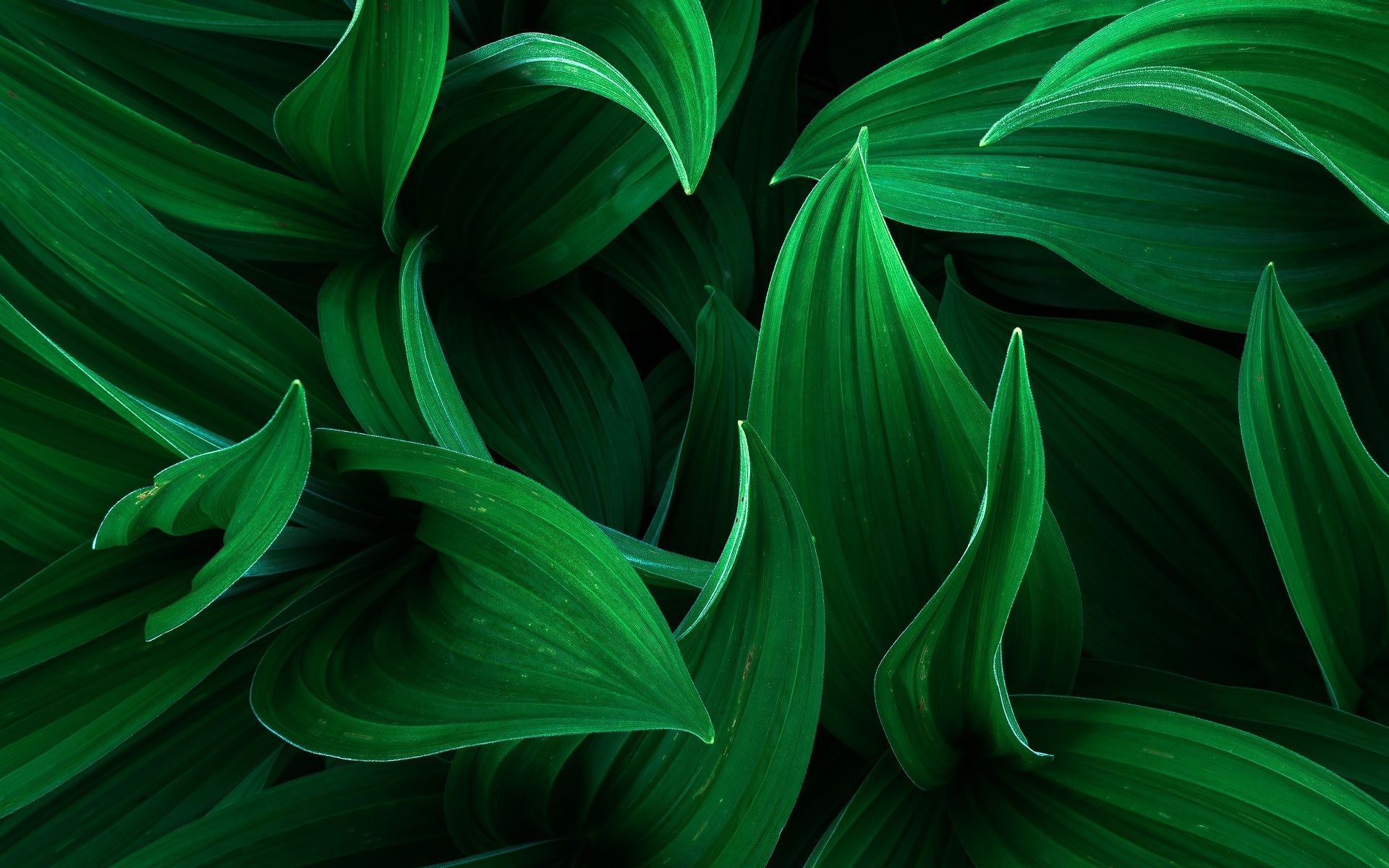 Wallpaper Green leaves macro photography 1920x1200 HD Picture, Image