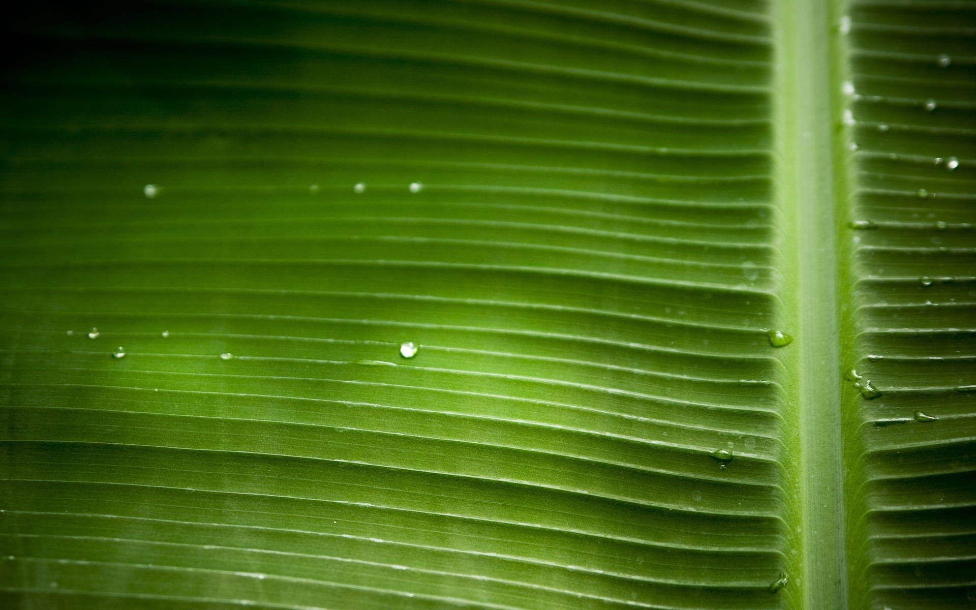 Wallpaper Green leaf macro photography, water drops, texture