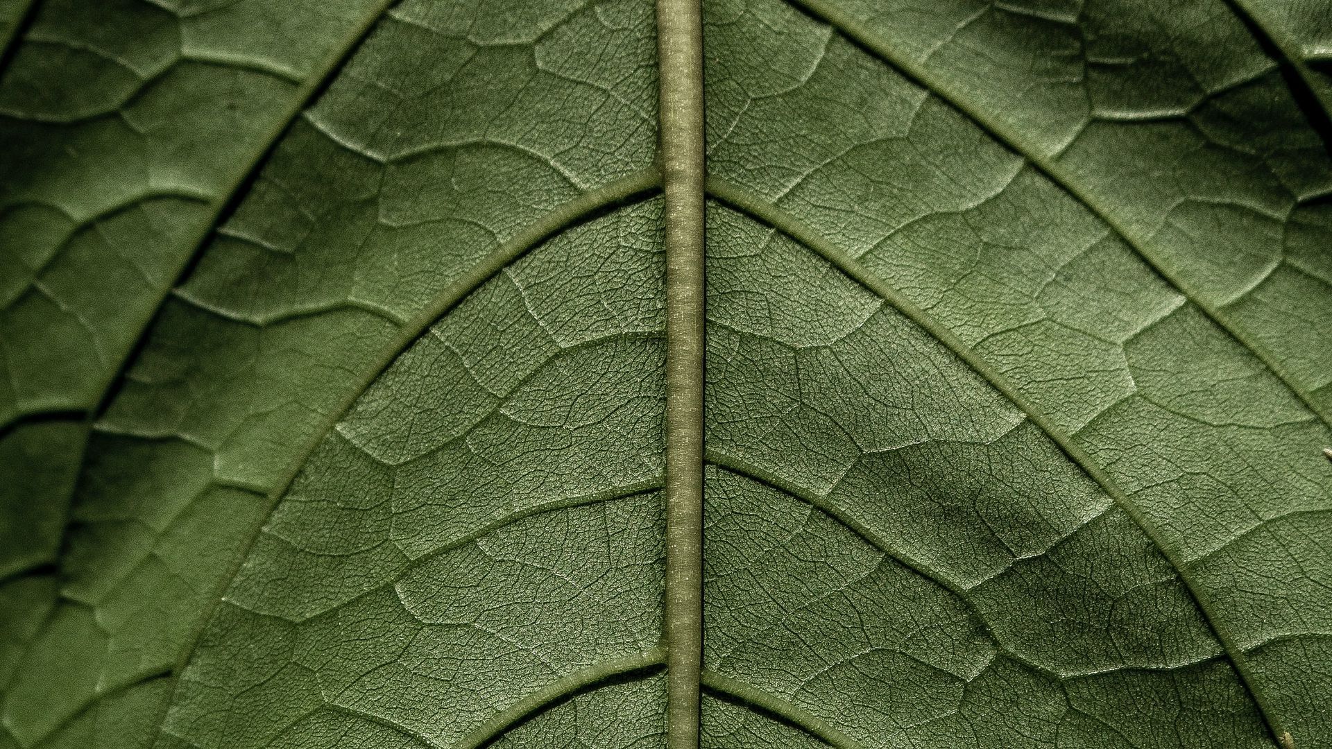 Download wallpaper 1920x1080 leaf, macro, green, stem full HD