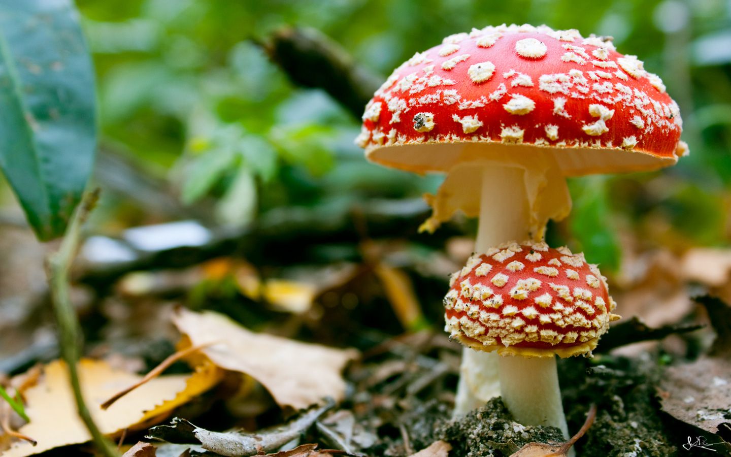 Mushroom HD Wallpapers - Wallpaper Cave