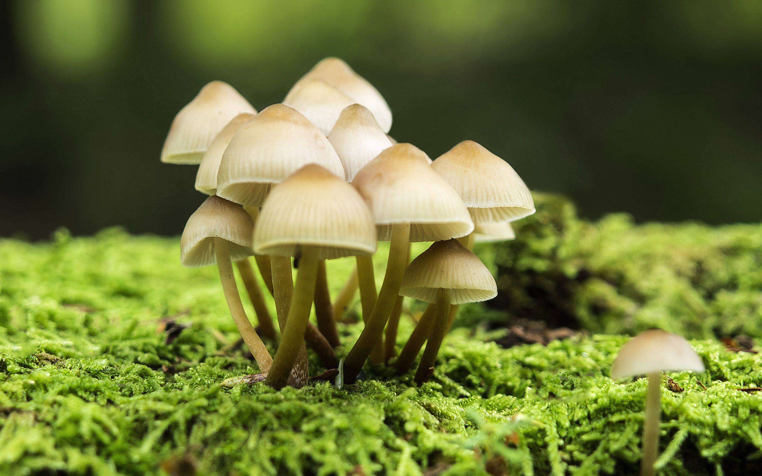 Mushroom HD Wallpapers Wallpaper Cave
