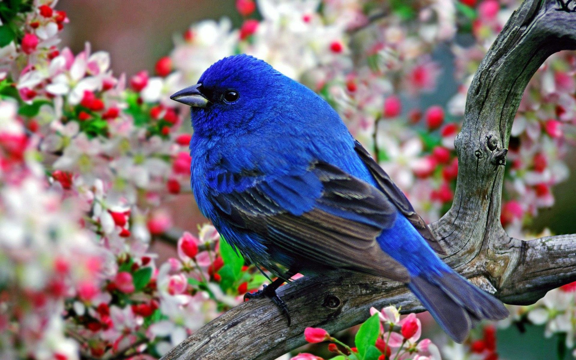 animals, Nature, Birds Wallpaper HD / Desktop and Mobile Background