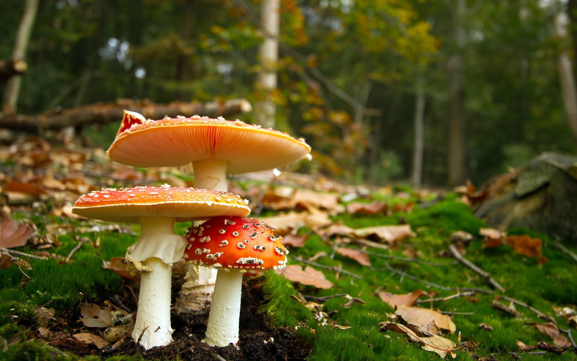 Cottagecore Forest Background Amanita Mushrooms Wild Stock Vector Royalty  Free 1959416593  Shutterstock