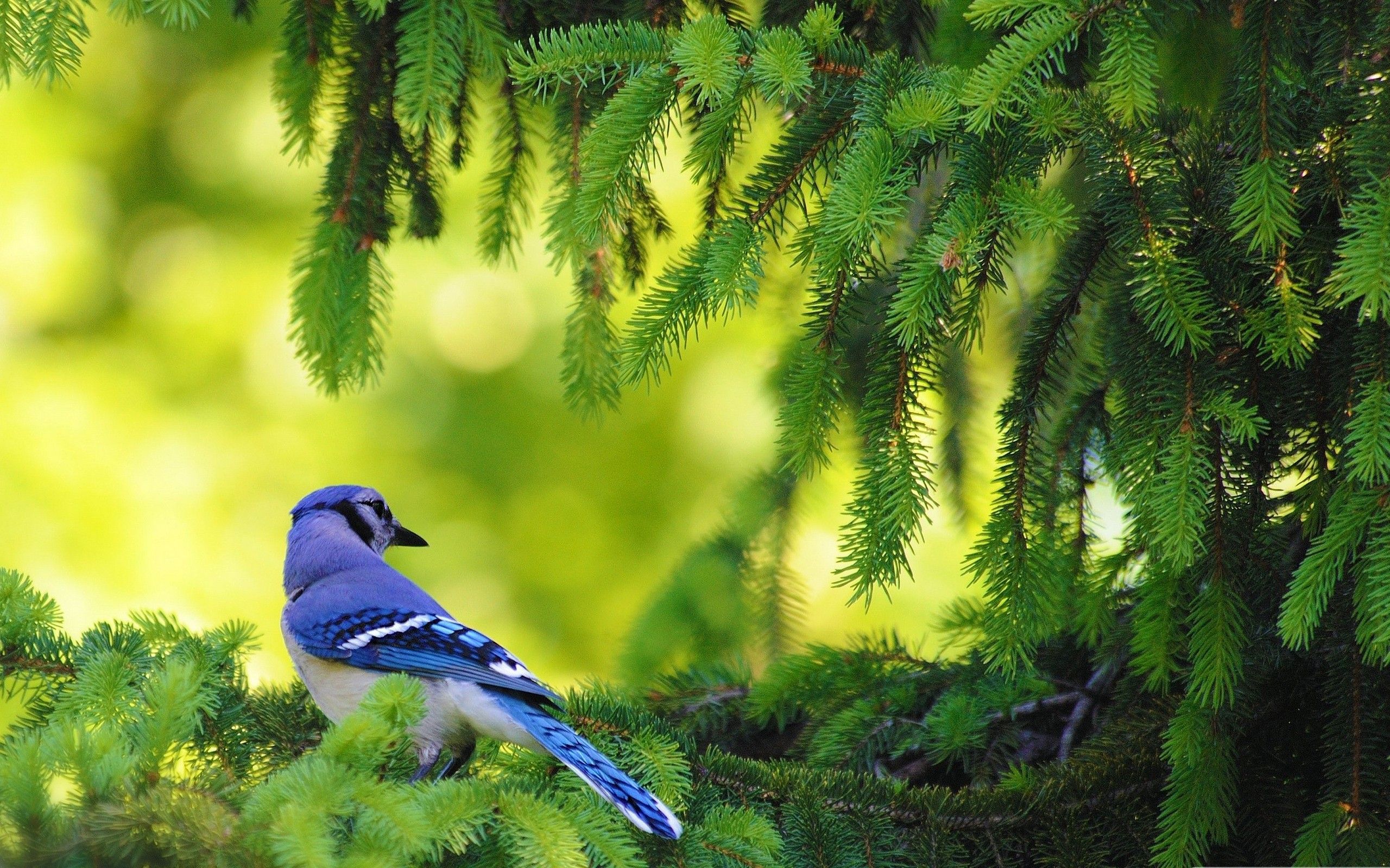 Natural Birds HD Wallpaper Download awesome, Nice and High Quality