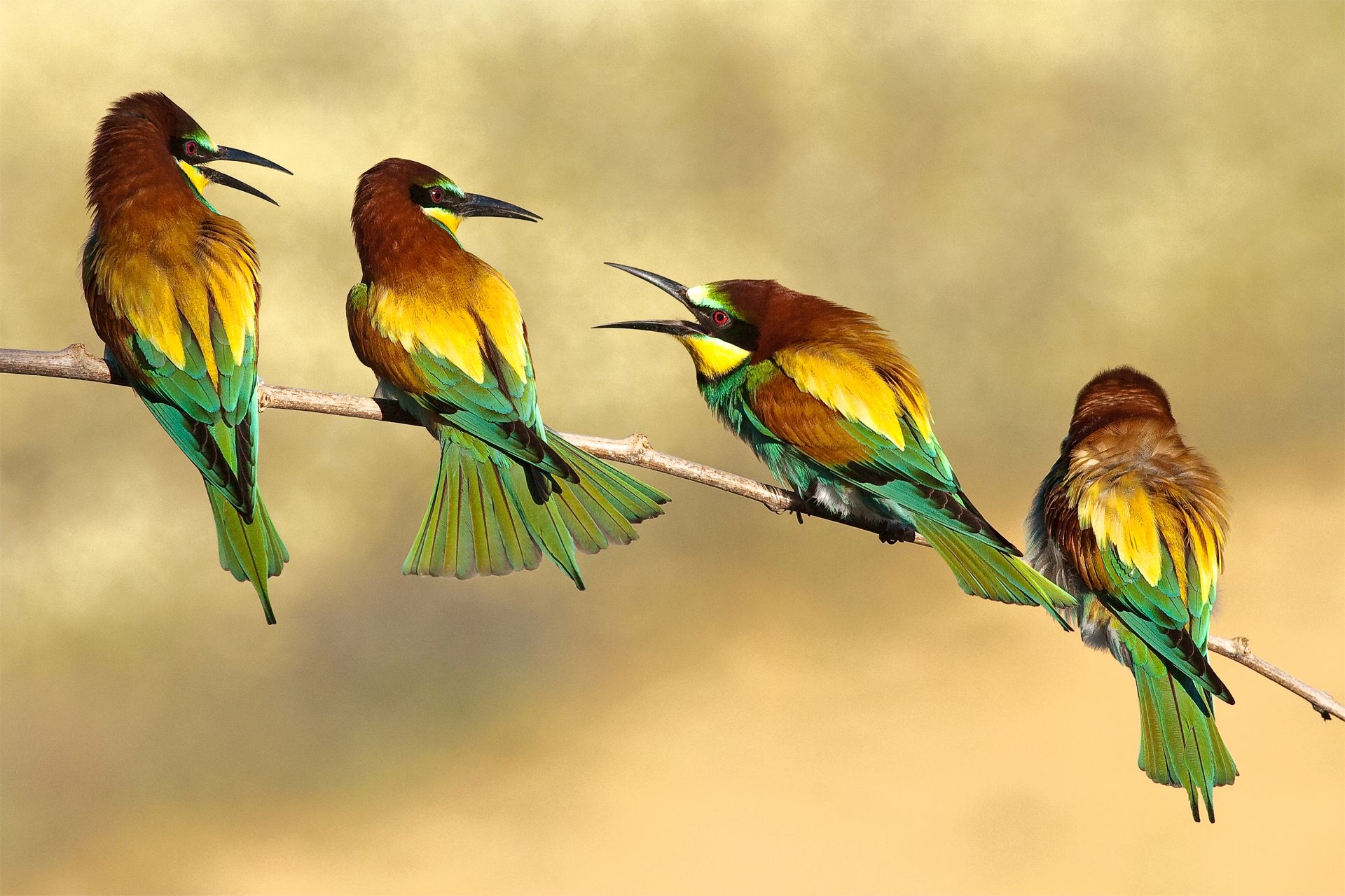 Bee Eaters Birds Branch Animal Photo Beauty Nature Picture Hd