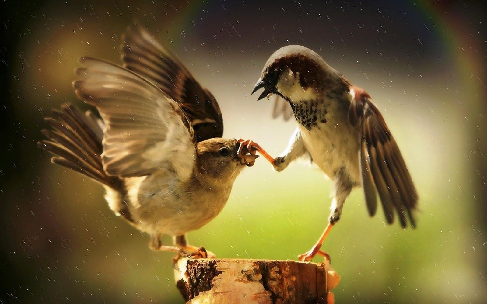 Photo with two fighting birds. HD Animals Wallpaper